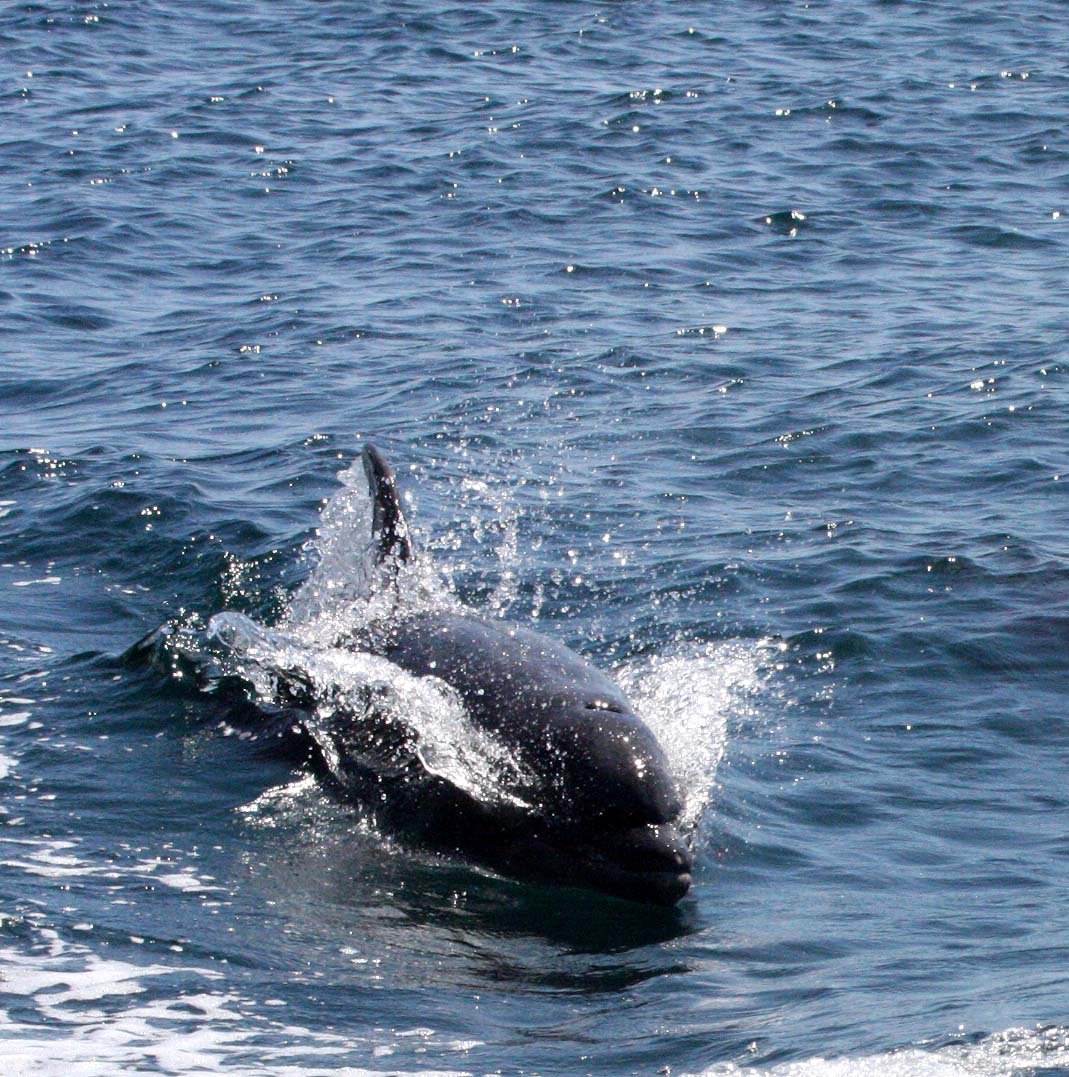 Tursiops truncatus - COMMON BOTTLENOSE DOLPHIN - SAN IGNACIO LAGOON BAJA MEXICO (28).JPG