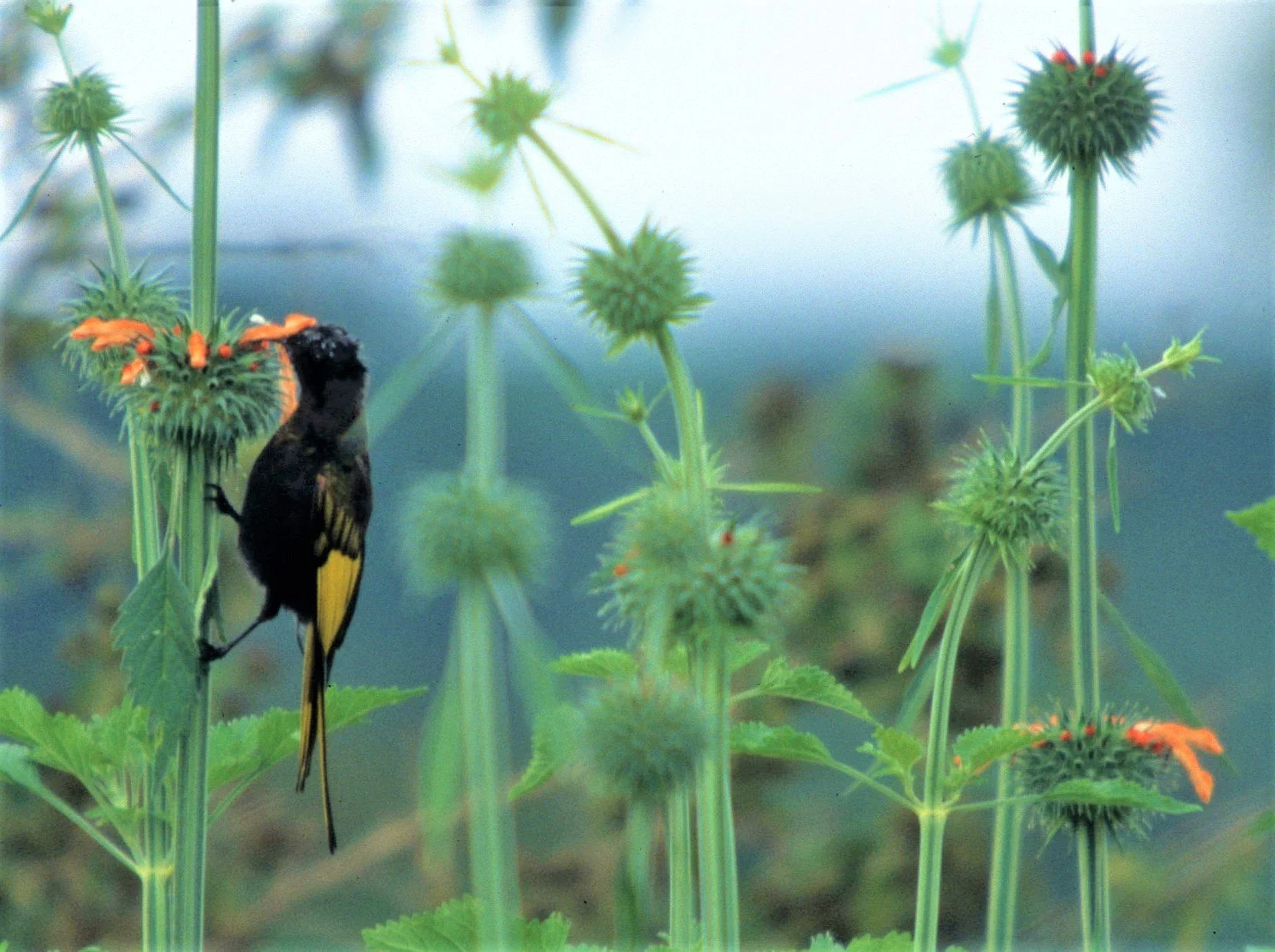 BIRDS - SUNBIRD - GOLDENWINGED - KENYA B.jpg