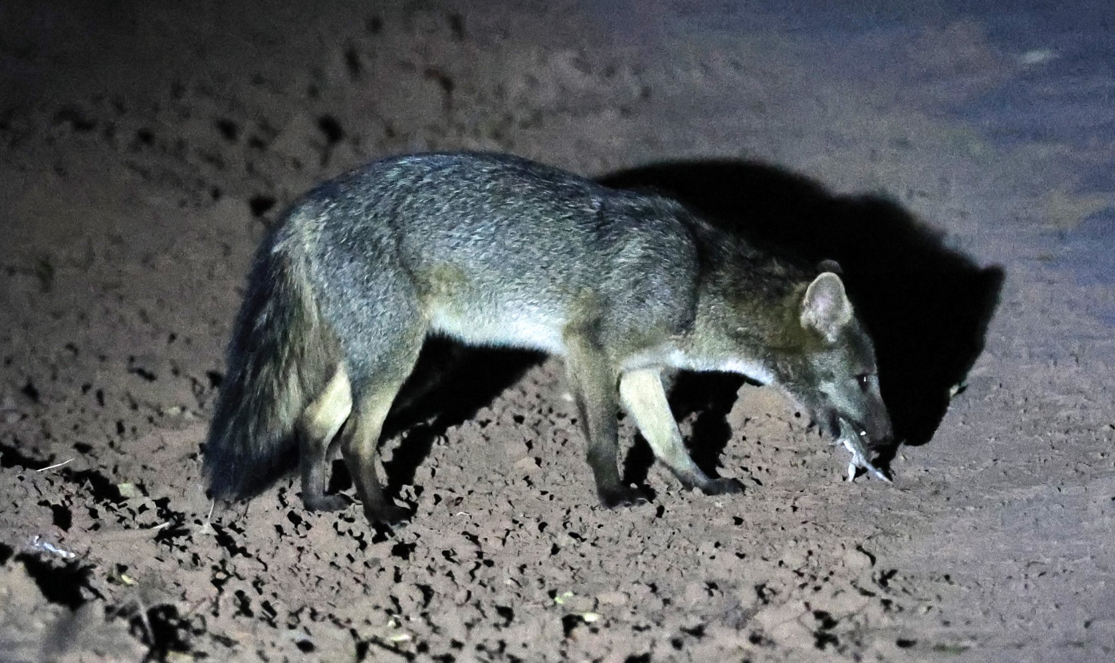 Crab-eating Fox (Cerdocyon thous) Agua Dulce Paraguay (39).jpg