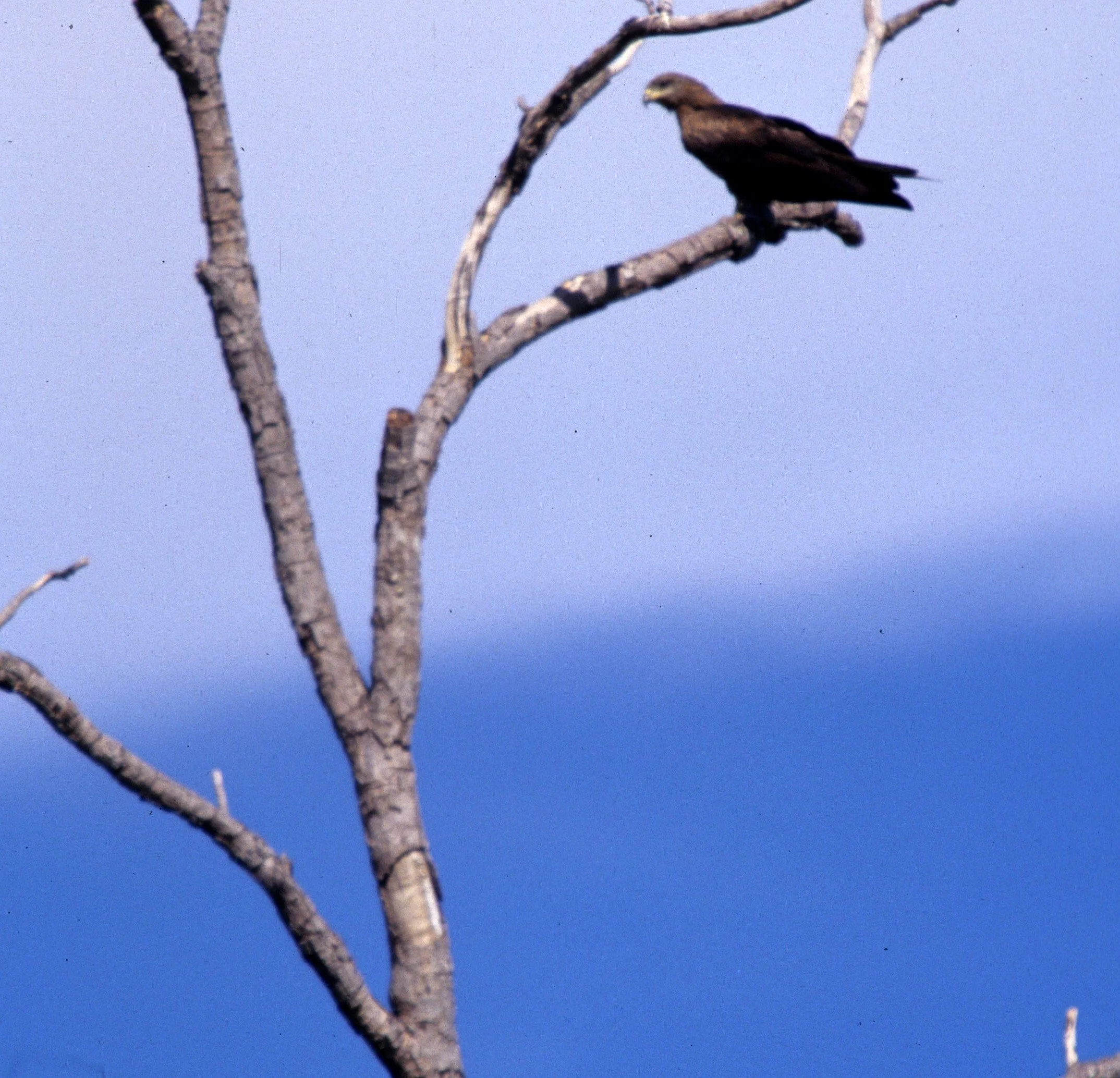BIRD - FALCON - BLACK FALCON - DAINTREE FOREST A.jpg