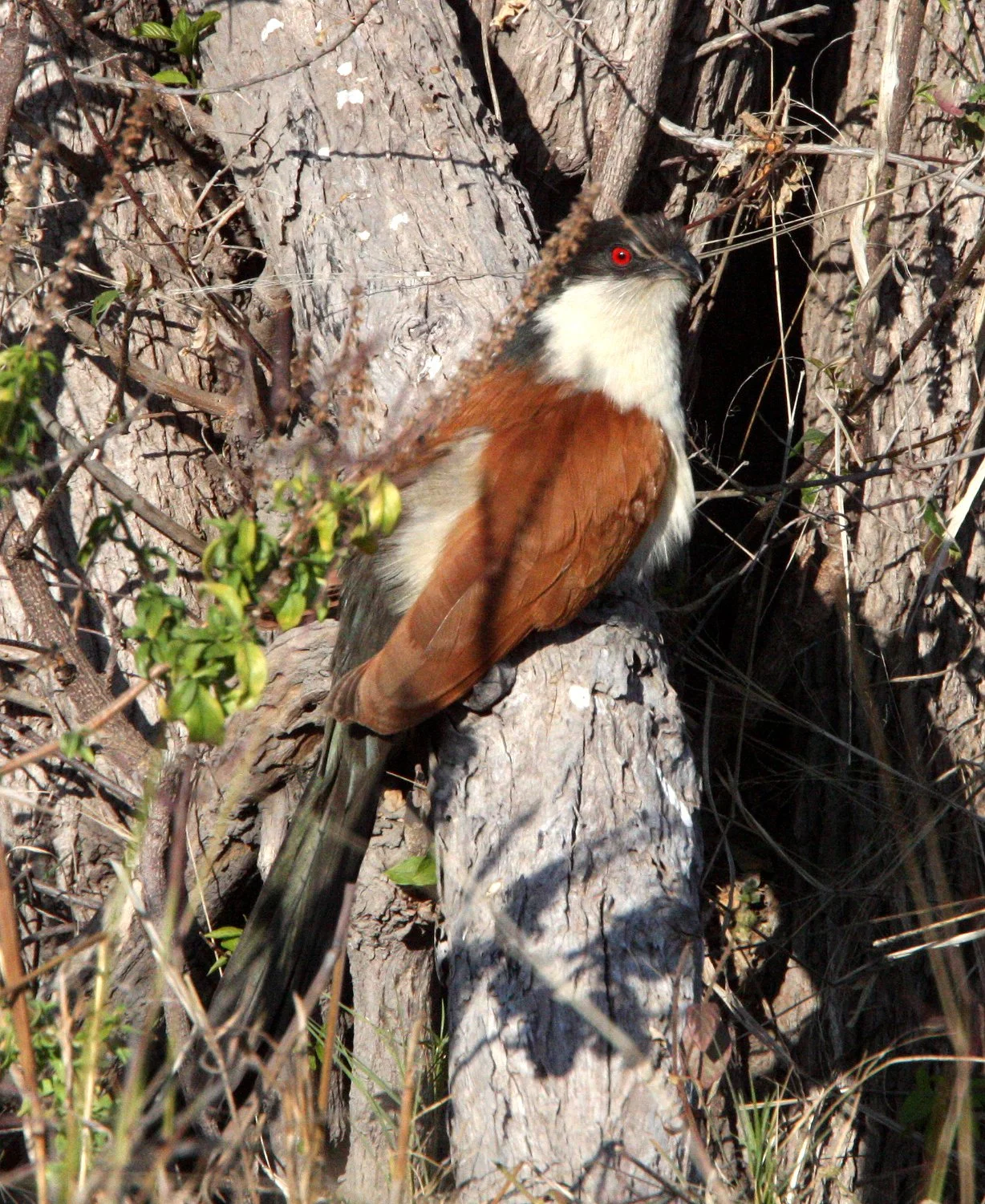 Coppery-tailed Coucal (Centropus cupreicaudis) Khwai Camp Okavango Botswana (1).JPG
