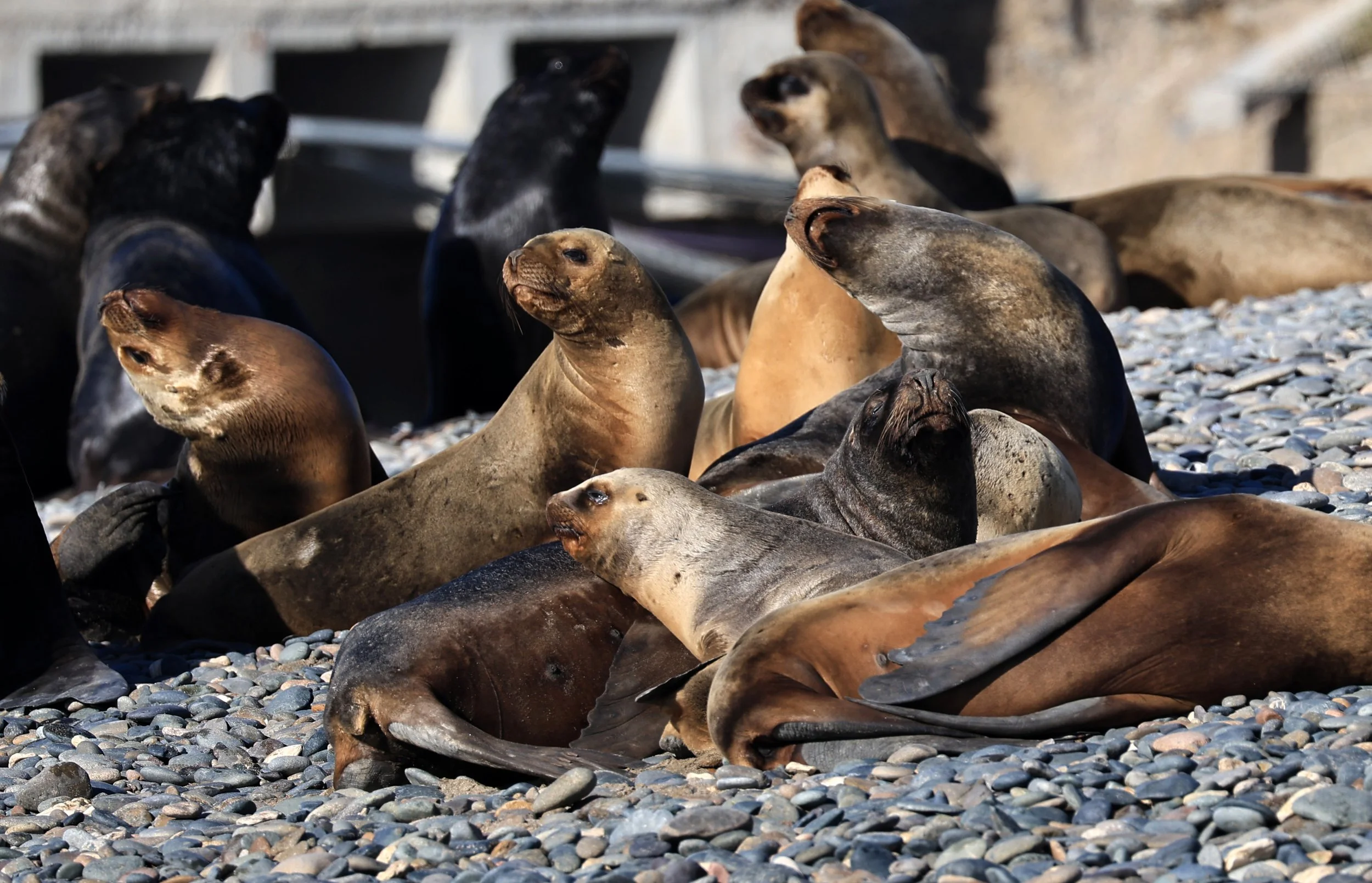 South American Sea Lion (Otaria flavescens) Puerto Rawson Argentina (1).jpg
