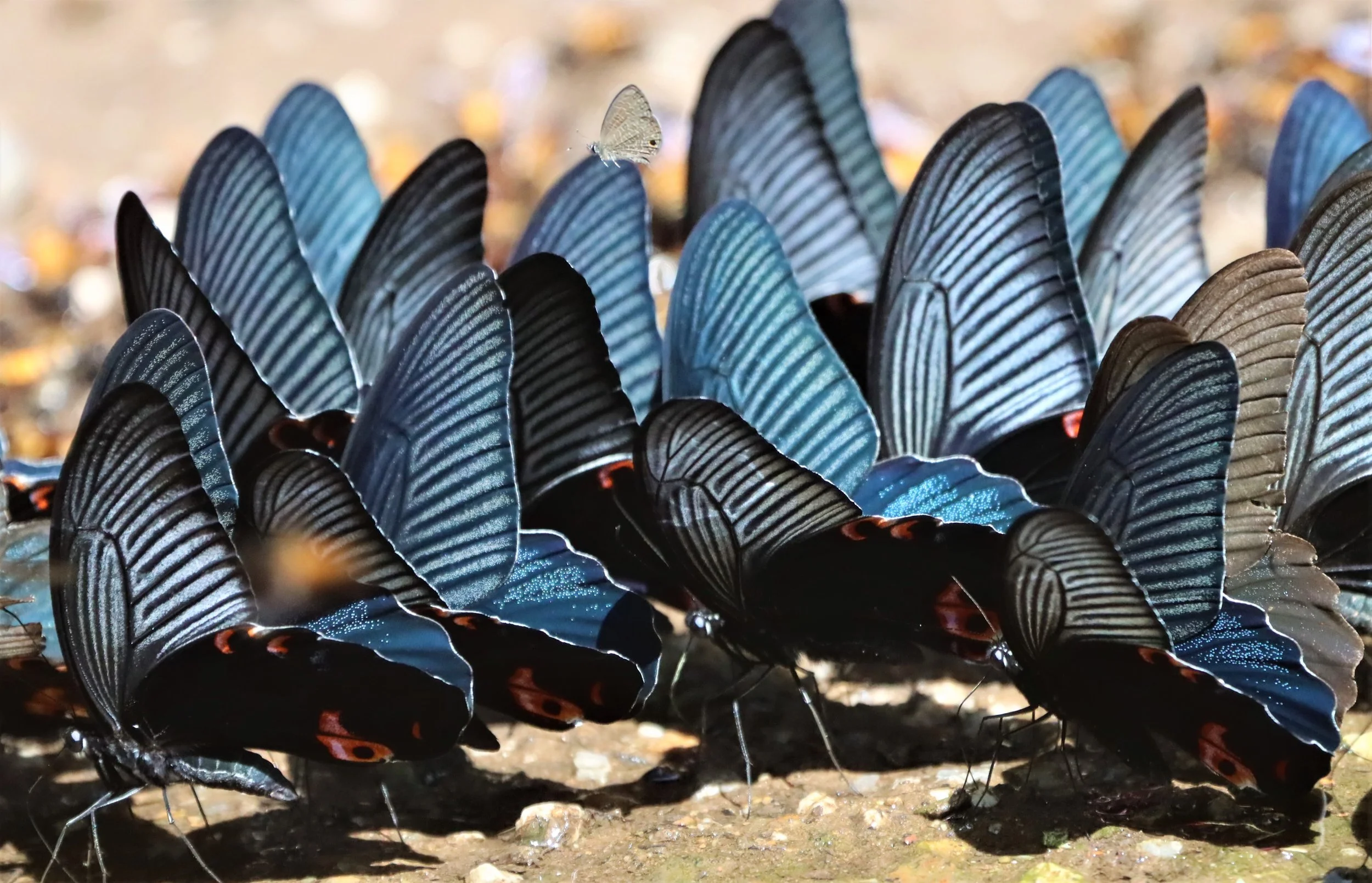 Great Mormon butterflies (Papilio memnon)
