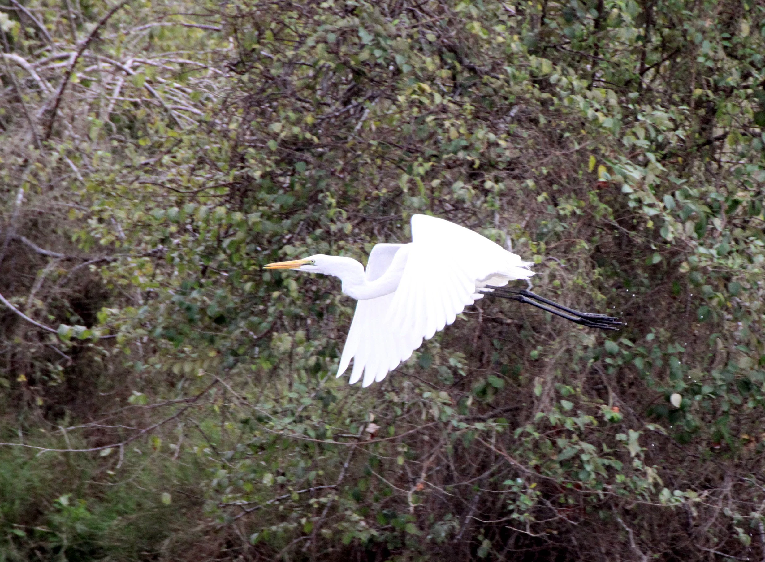 EGRET - AFRICAN GREAT EGRET - Ardea alba melanorhynchos - KIRINDY NATIONAL PARK - MADAGASCAR (9).JPG