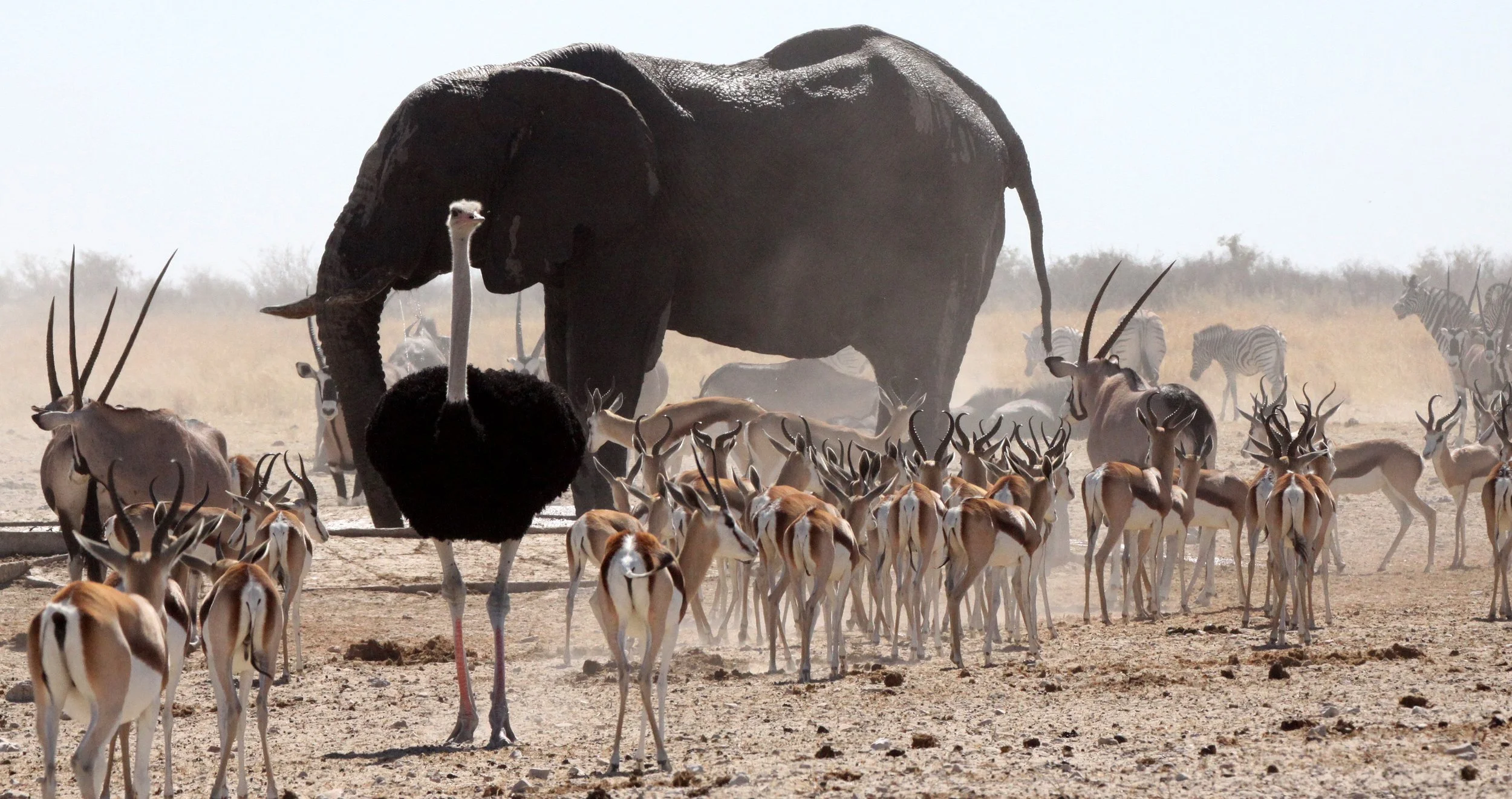 ELEPHANT - AFRICAN ELEPHANT - ETOSHA NATIONAL PARK NAMIBIA (51).JPG