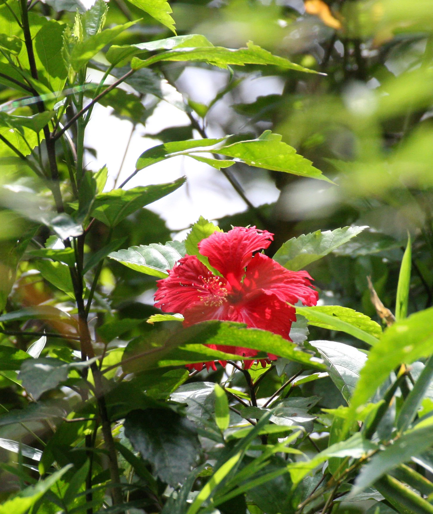 TAIWAN - SUBTROPICAL FOREST - PLANT SPECIES (4).JPG