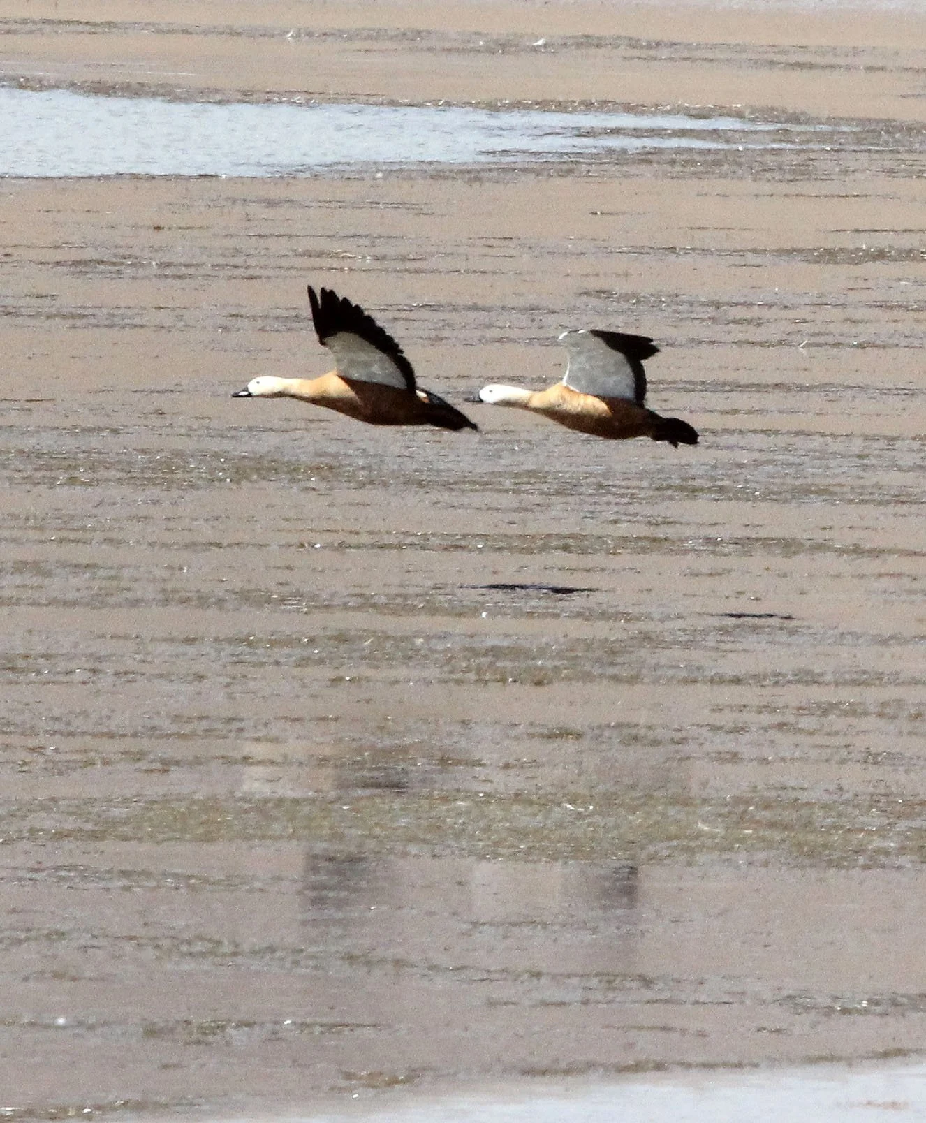 SHELDUCK - RUDDY SHELDUCK  - Tadorna ferruginea - KU HAI LAKE QINGHAI CHINA (4).JPG