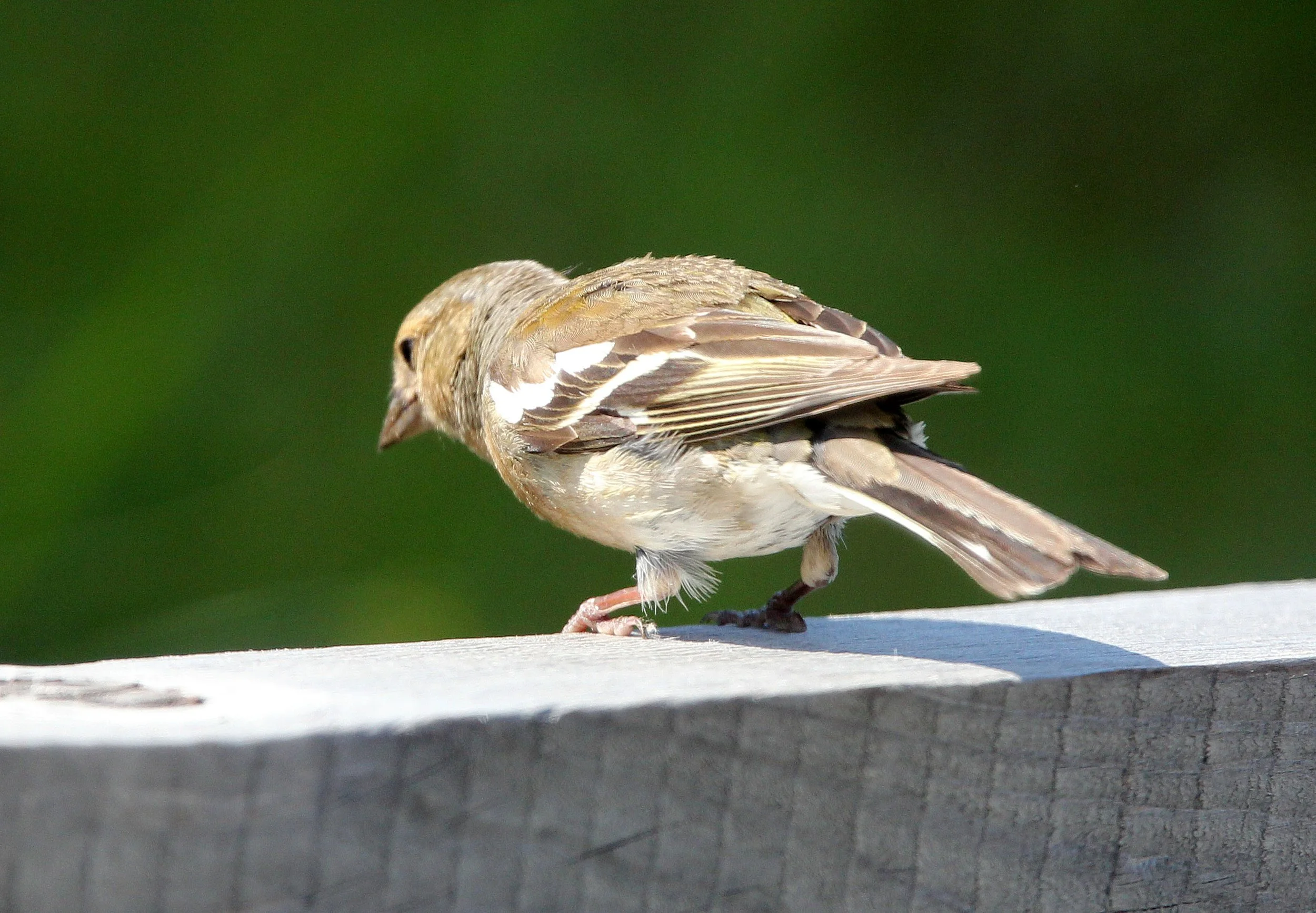Chaffinch (Fringilla coelebs) Stelvio NP, San Valentino, Italy.JPG