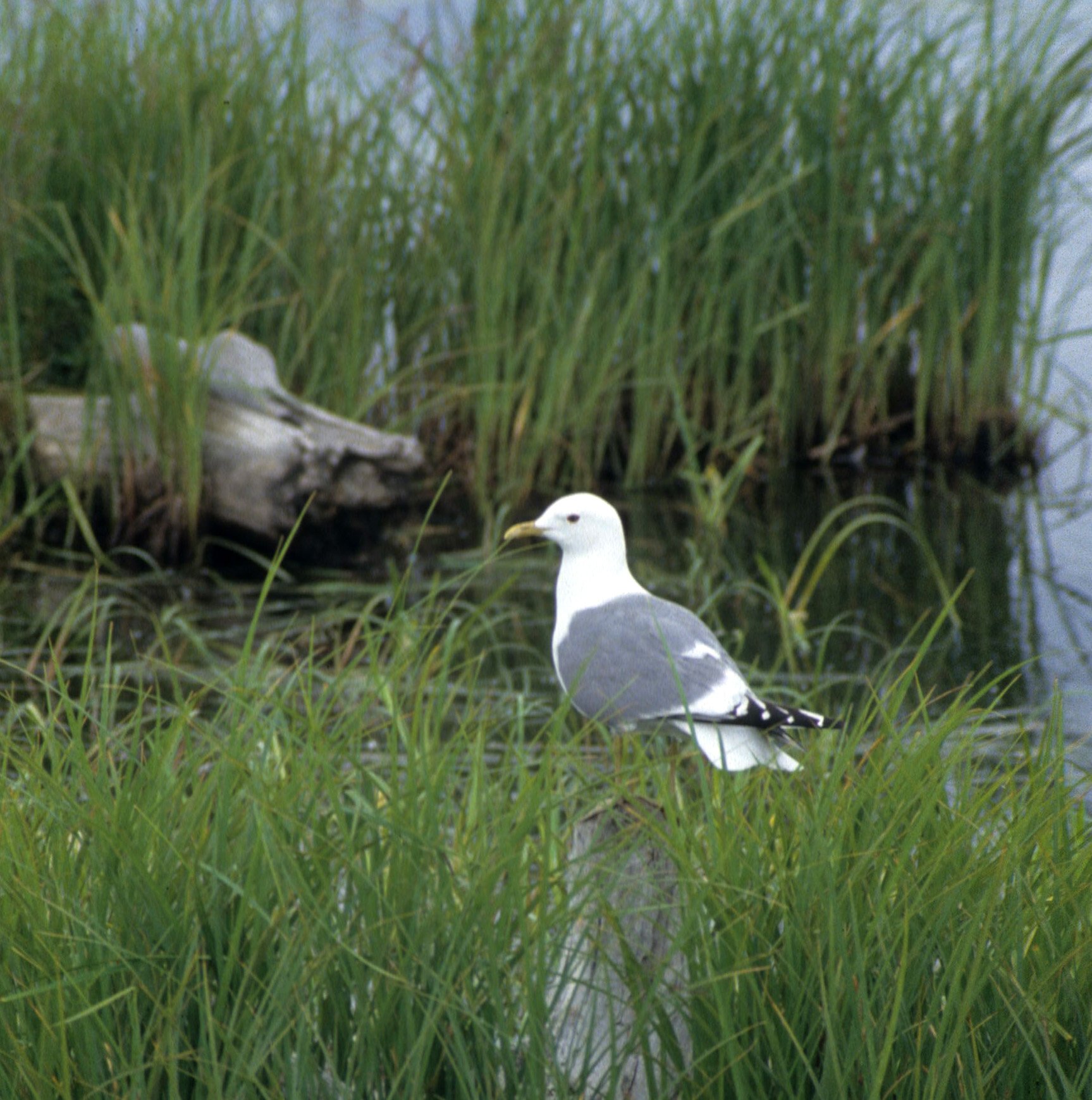 BIRD - GULL - HERRING - ALASKA A.jpg