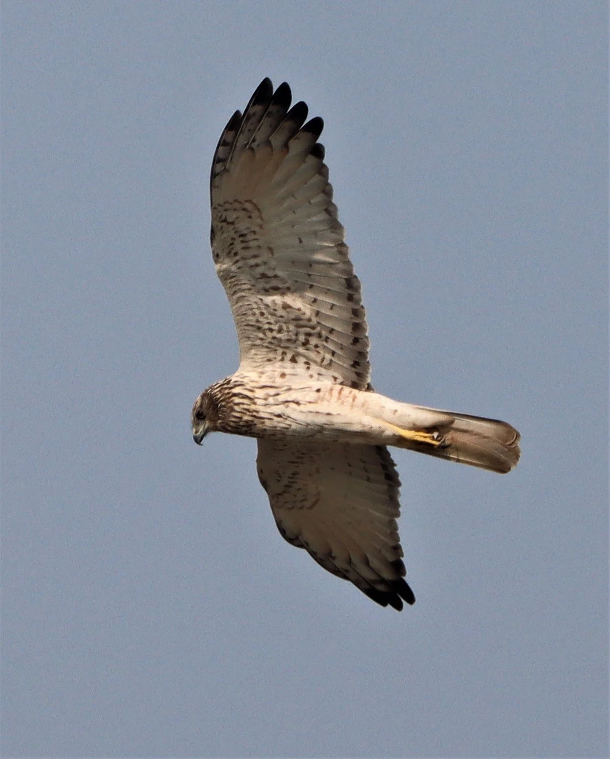 HARRIER - PIED HARRIER - Circus melanoleucos - LAT KRABANG WETLANDS NEAR BANGKOK (7).jpg