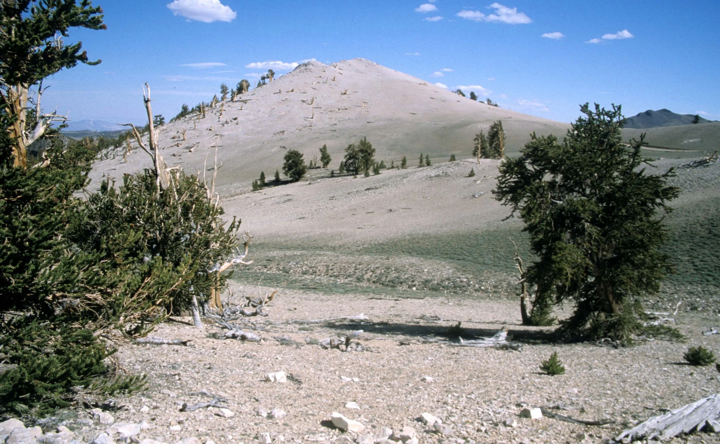 CALIFORNIA - WHITE MOUNTAINS - PINUS SPECIES - BRISTLECONE PINE (6).jpg