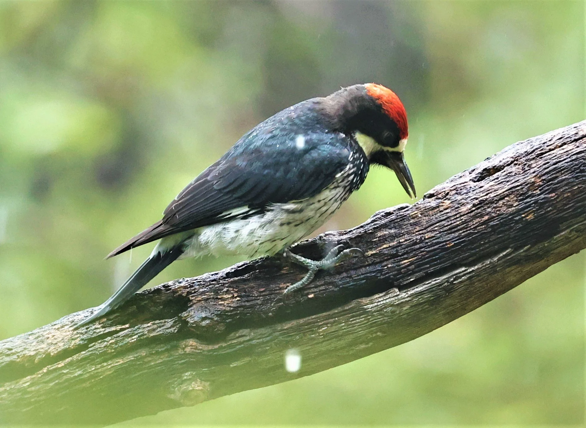 Melanerpes formicivorus - ACORN WOODPECKER - MADERA CANYON ARIZONA 2022 (200).jpg