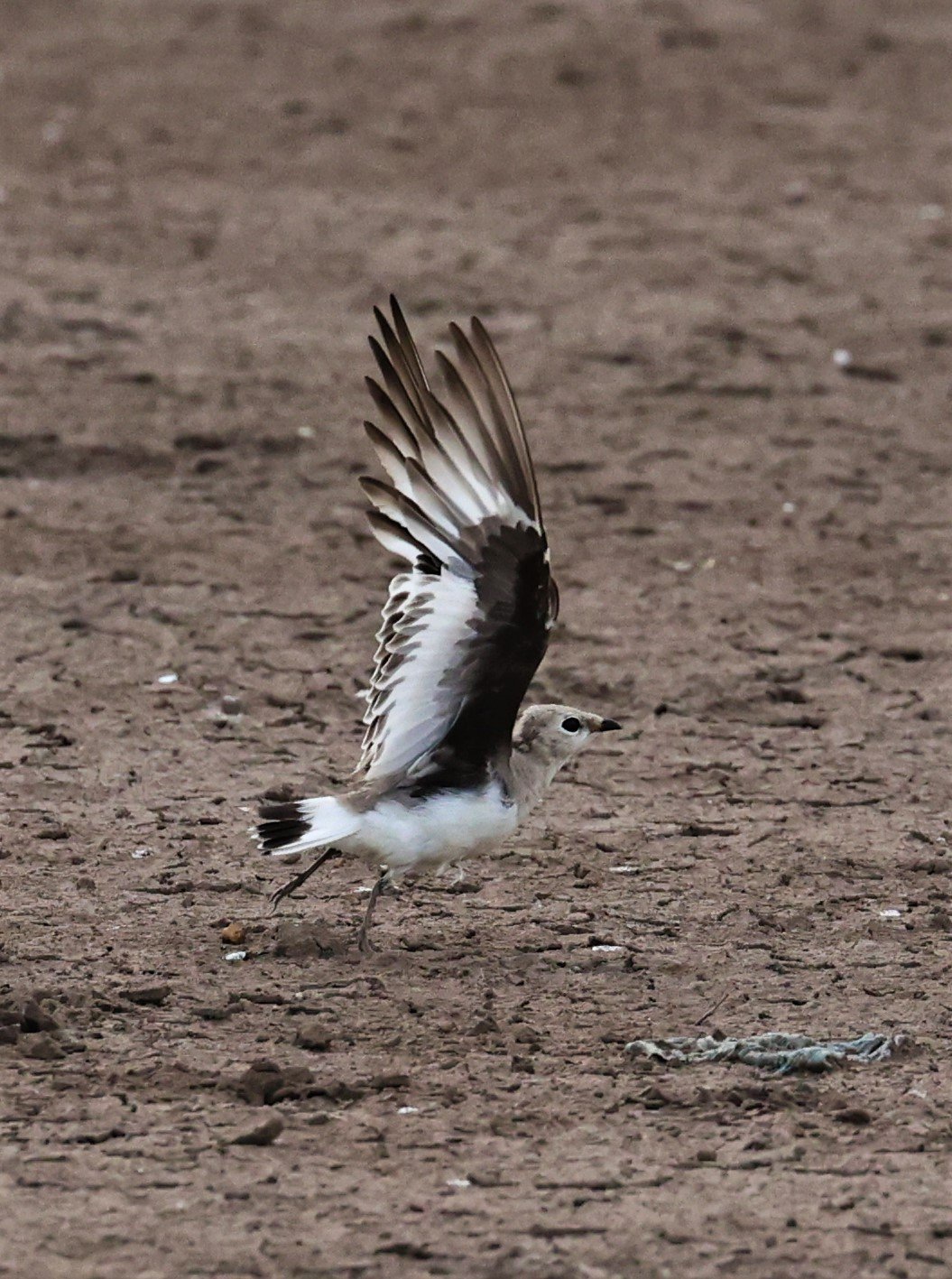 PRATINCOLE - SMALL PRATINCOLE - Glareola lactea - BANG KHAEM NAKHON PATHOM JUNE 3 2022 (22).jpg
