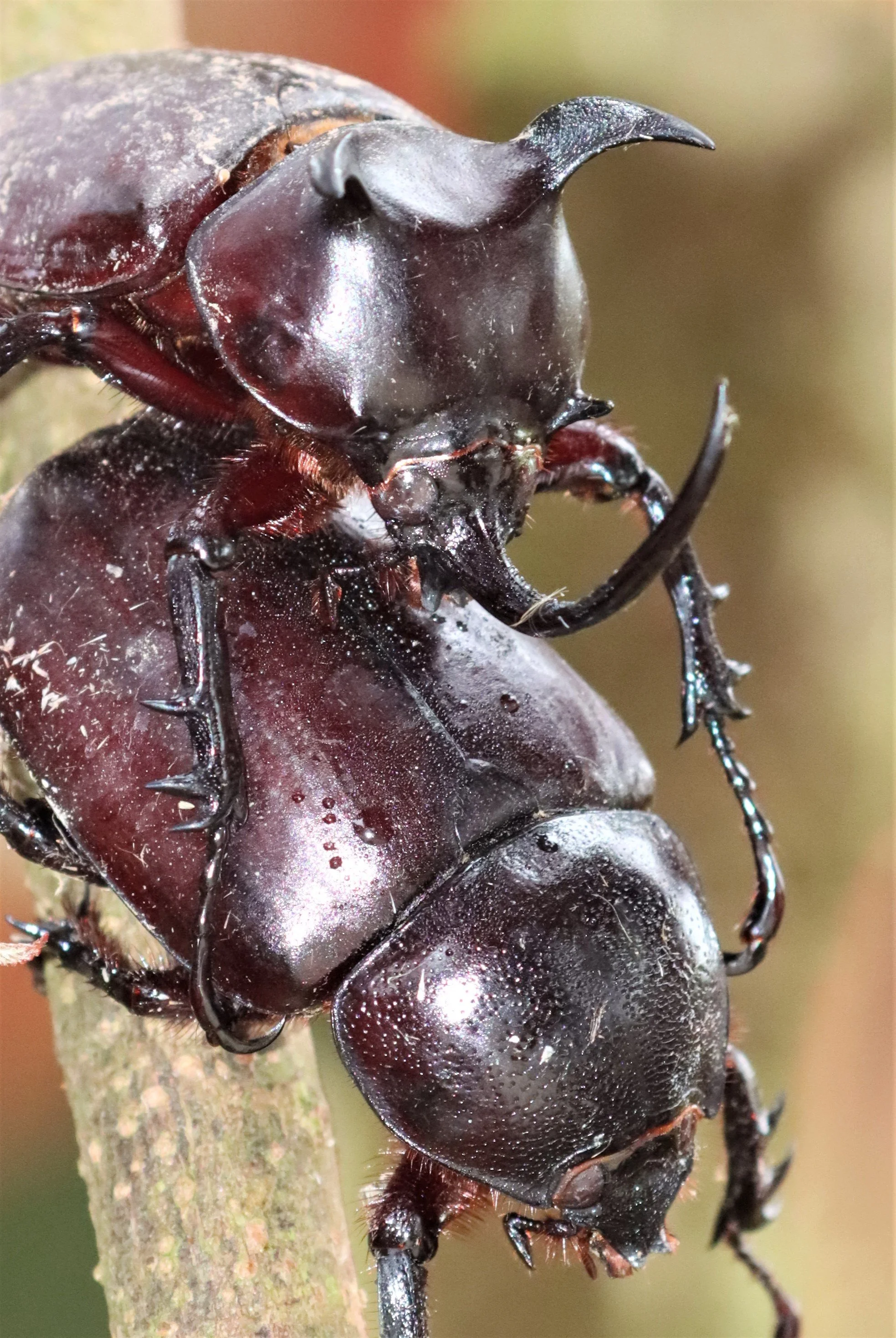 Class Insecta — Coke Smith Wildlife