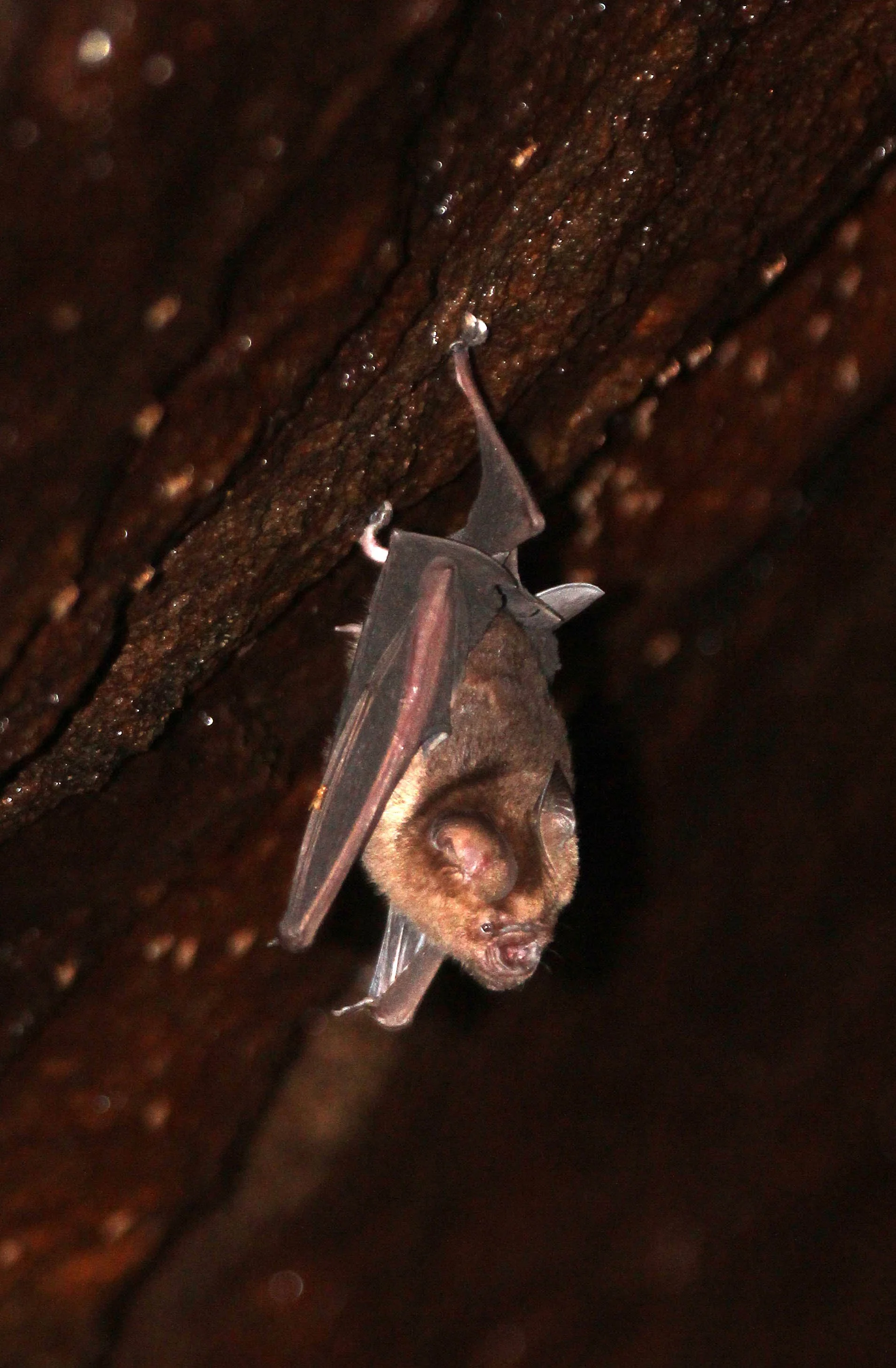 Hipposideros speoris - SCHNEIDER'S ROUNDLEAF BAT - IN ROCKS OF SIRIGIYA FORTRESS - SIGIRIYA FOREST AREA SRI LANKA (25).JPG