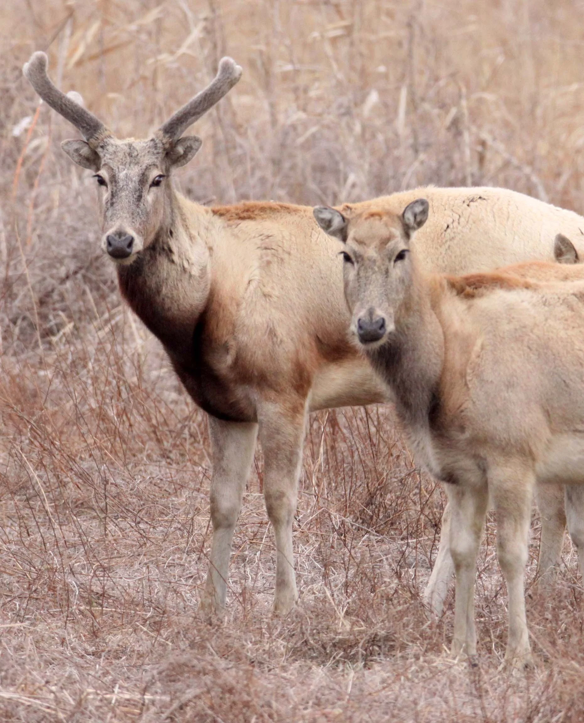 Elaphurus davidianus - PERE DAVID'S DEER- YANCHENG CHINA (1).JPG