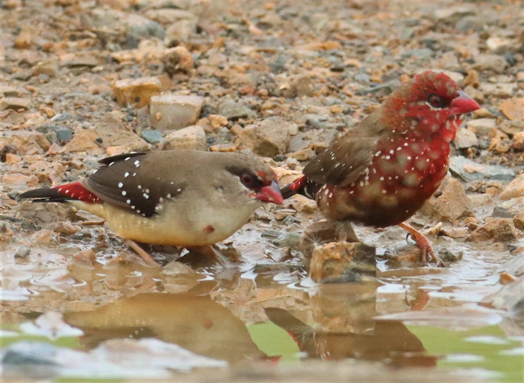 RED AVADAVAT - Amandava amandava - THAP YAO RICE FIELDS LAT KRABANG (138).jpg