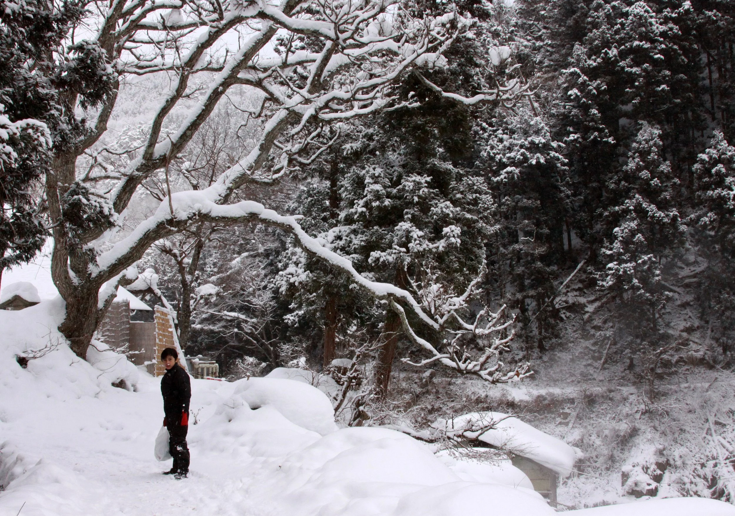 JIGOKUDANI ONSEN - NAGANO PREFECTURE JAPAN - FOREST SCENCES (19).JPG