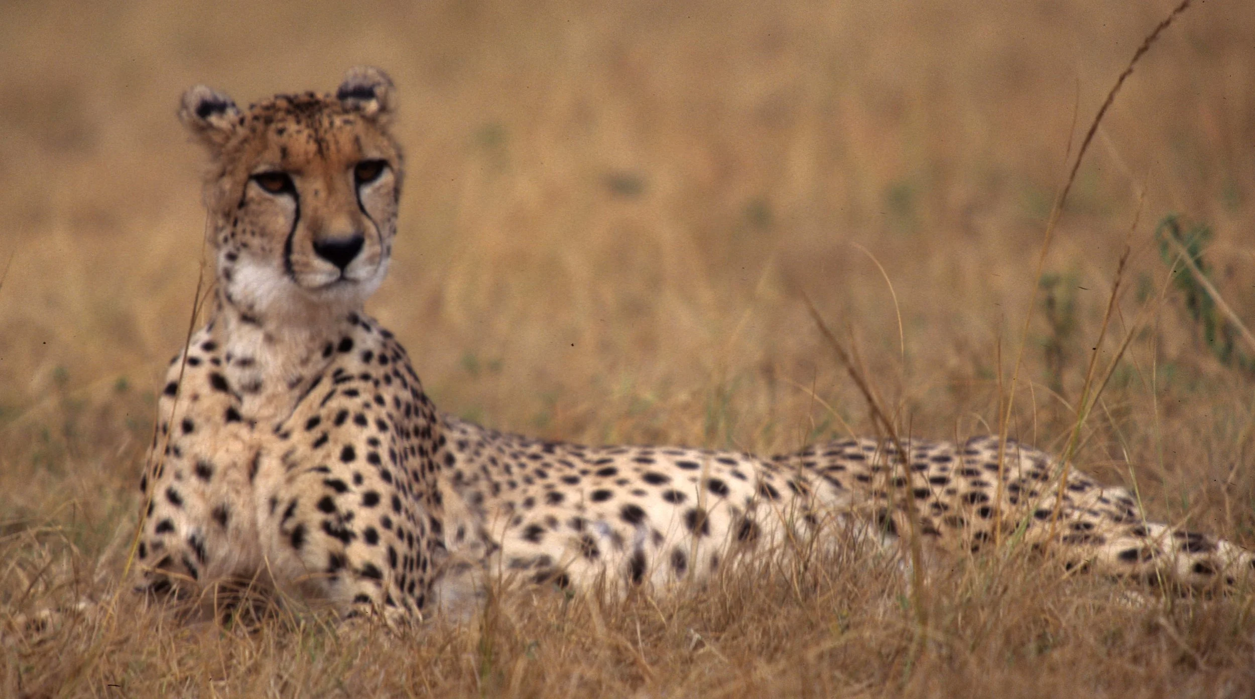 FELID - CHEETAH - KRUGER (32).jpg