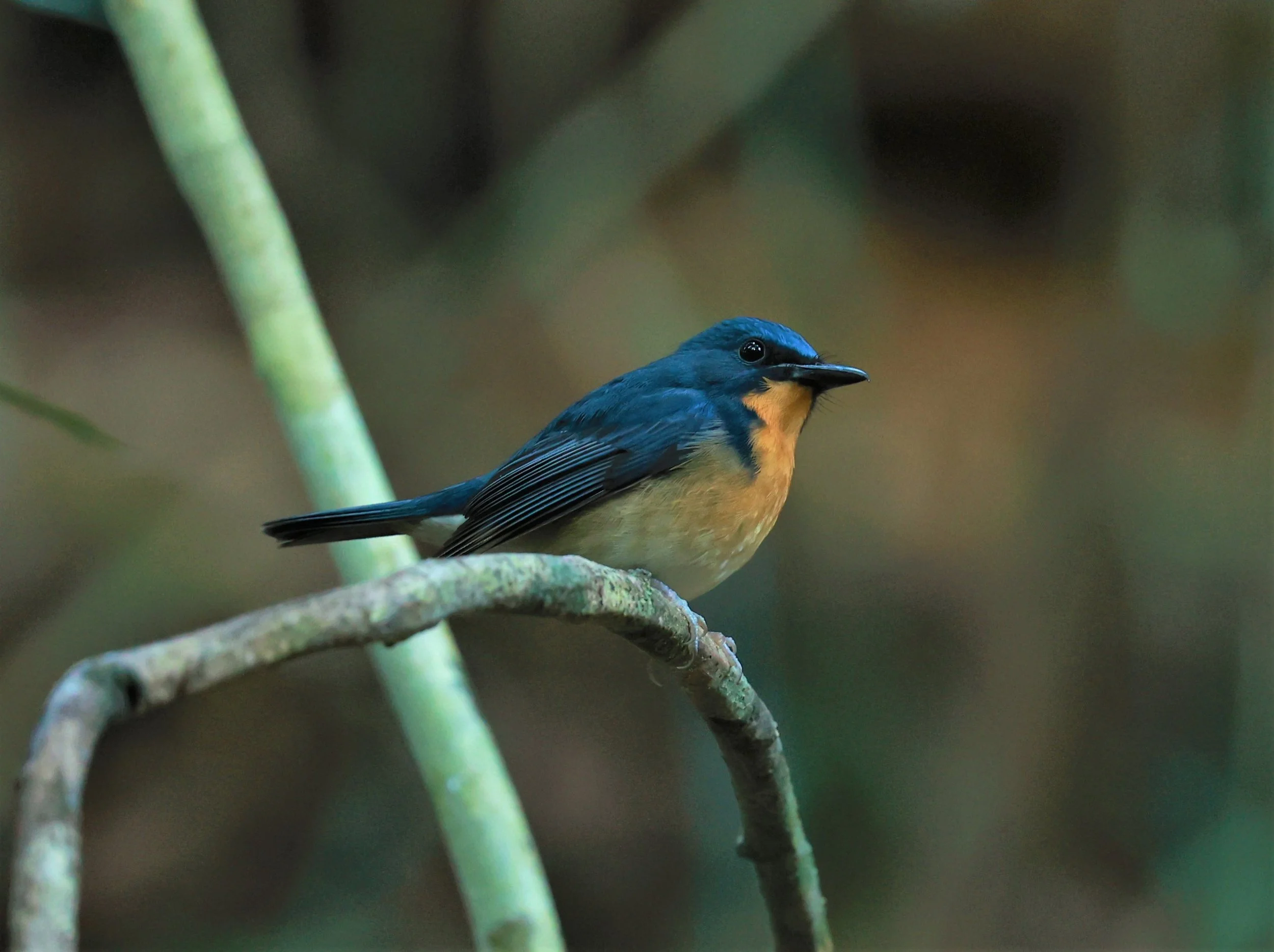 FLYCATCHER - LARGE BLUE FLYCATCHER - Cyornis magnirostris - Si Phang Nga National Park, Thailand Feb 18-19, 2023 (26).jpg