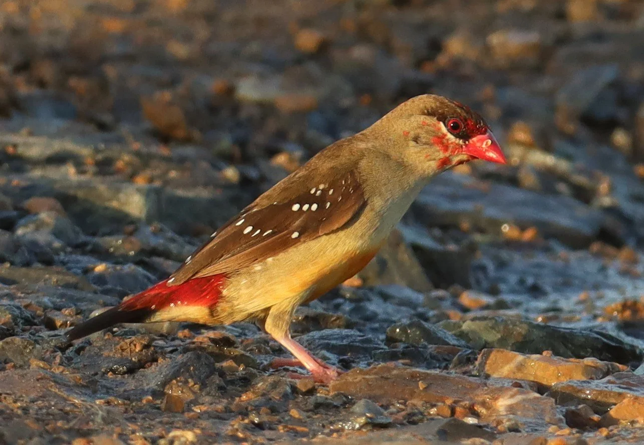 RED AVADAVAT - Amandava amandava - LAT KRABANG RICE FIELDS AT THAP YAO (99).jpg