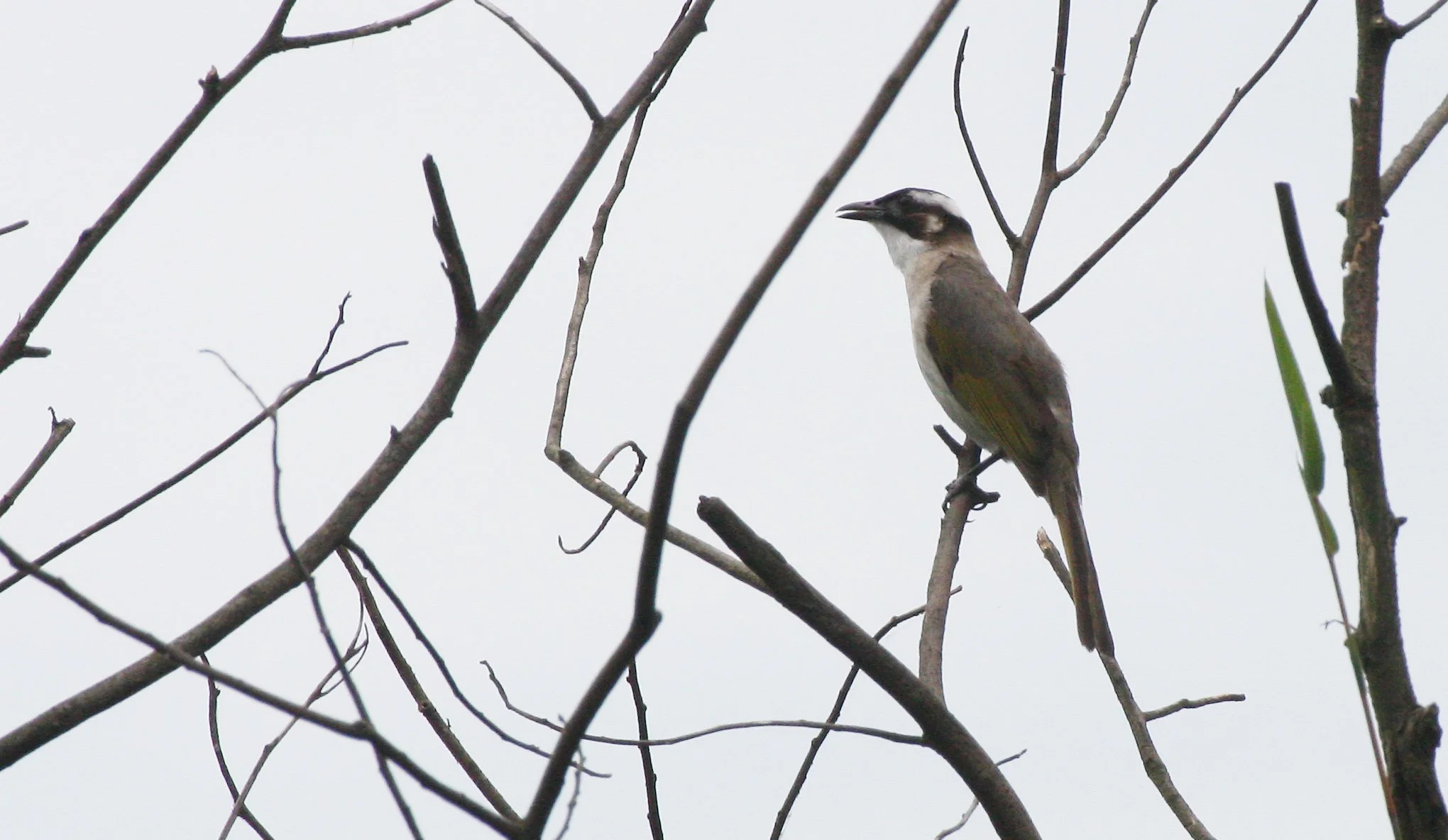 Styan's Bulbul (Pycnonotus taivanus) Taipei China (6).JPG