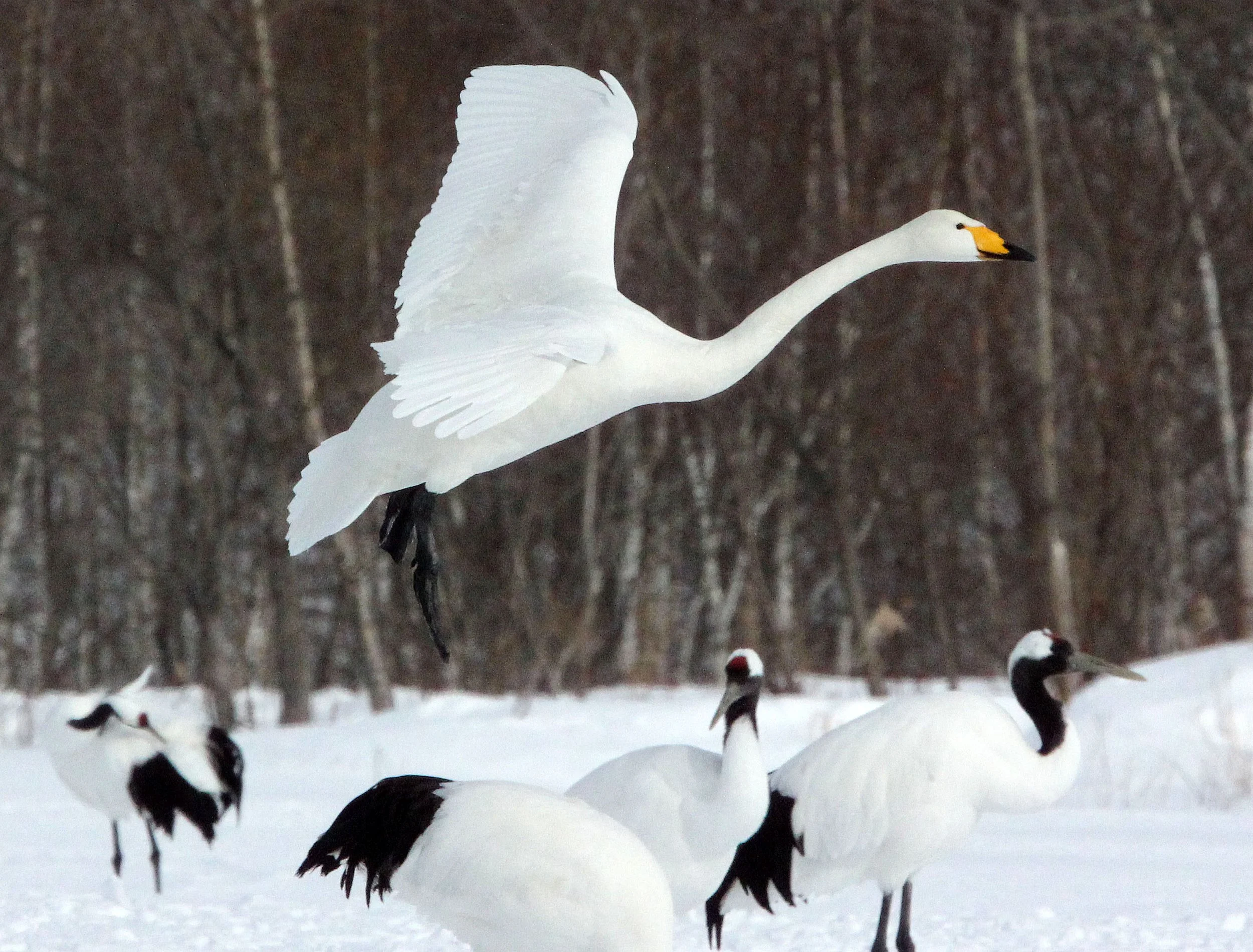 SWAN - WHOOPER SWAN - Cygnus cygnus - AKAN INTERNATIONAL CRANE CENTER - HOKKAIDO JAPAN (77).JPG