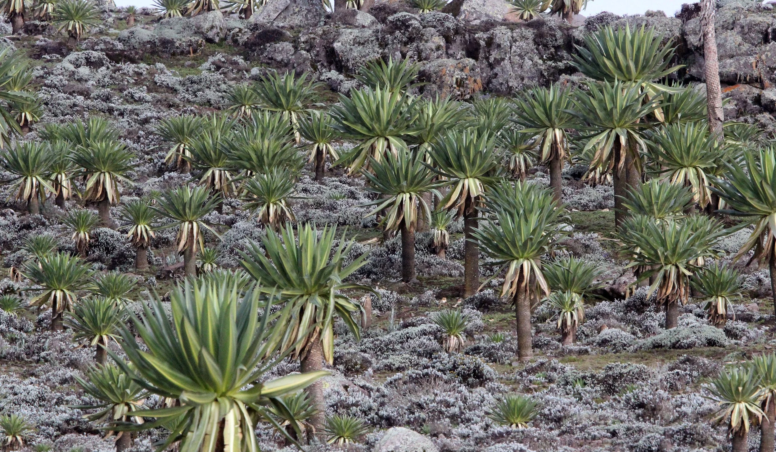 BALE MOUNTAINS NATIONAL PARK ETHIOPIA (146).JPG