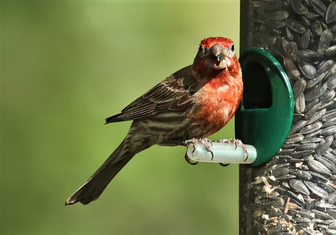 House Finch (Haemorhous mexicanus) Cave Creek Arizona (18).jpg