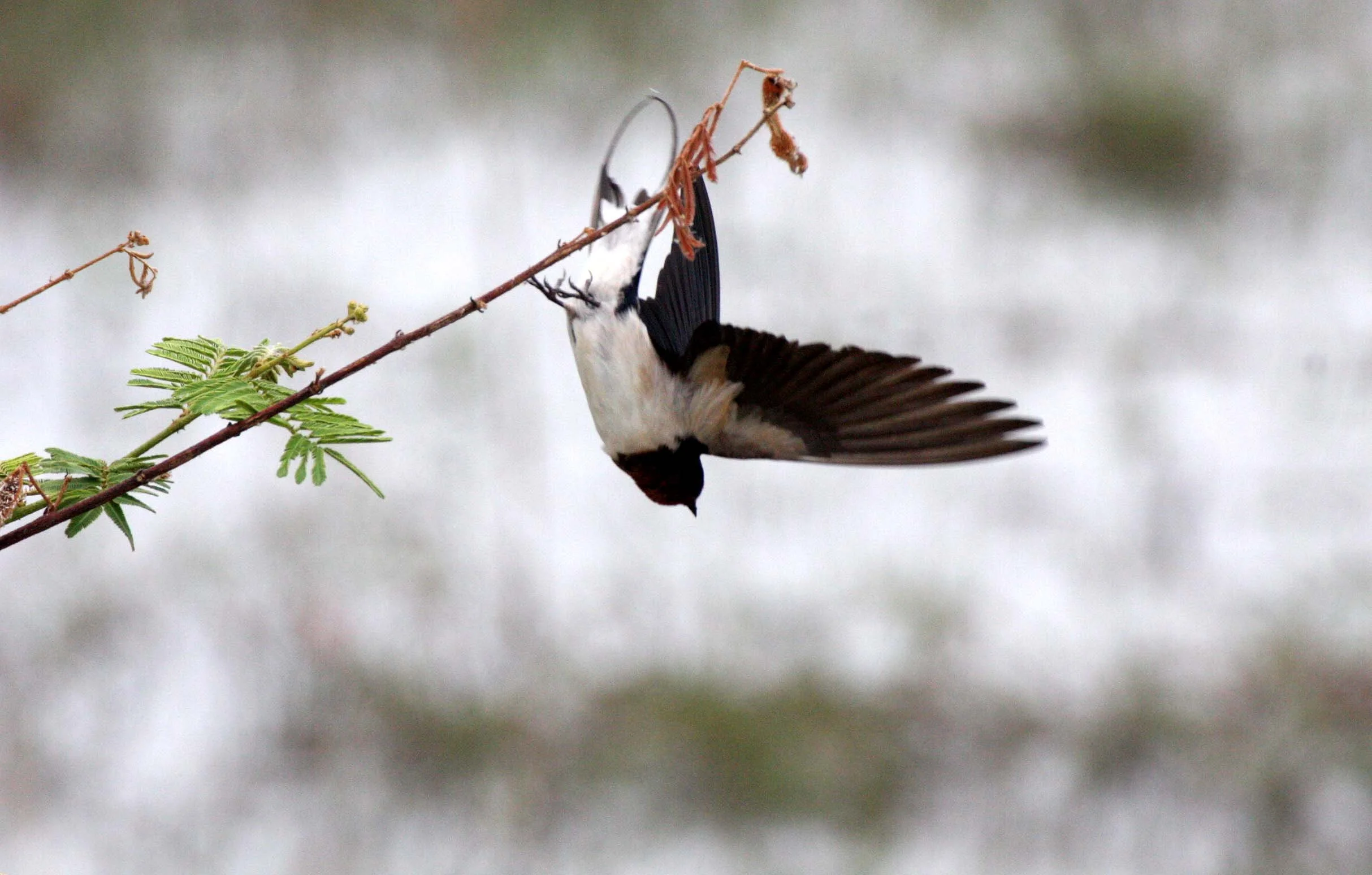 Barn Swallow (Hirundo rustica) Bueng Boraphet Wetlands Nakhon Sawan Thailand (3).JPG