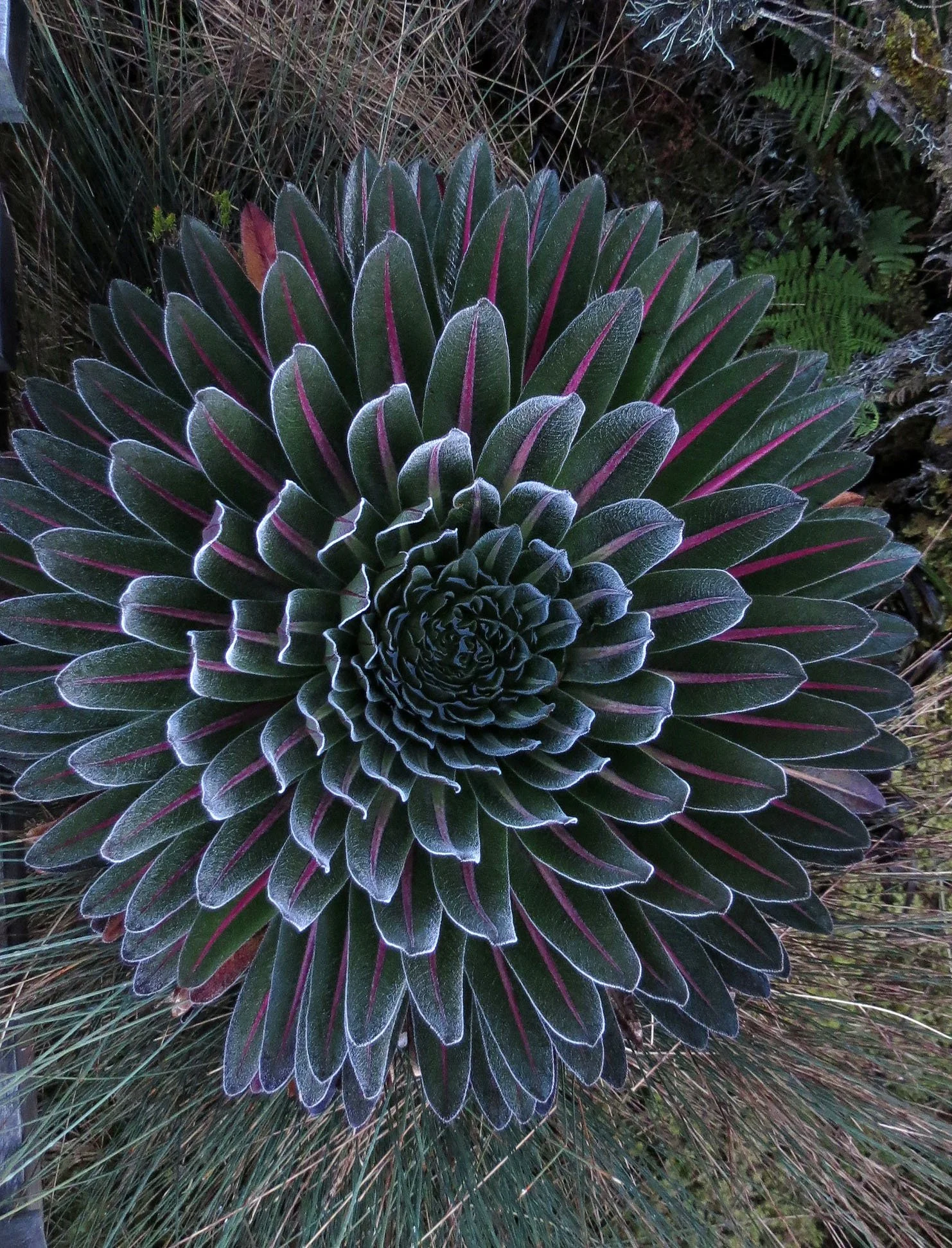 RWENZORI NATIONAL PARK UGANDA (192).JPG