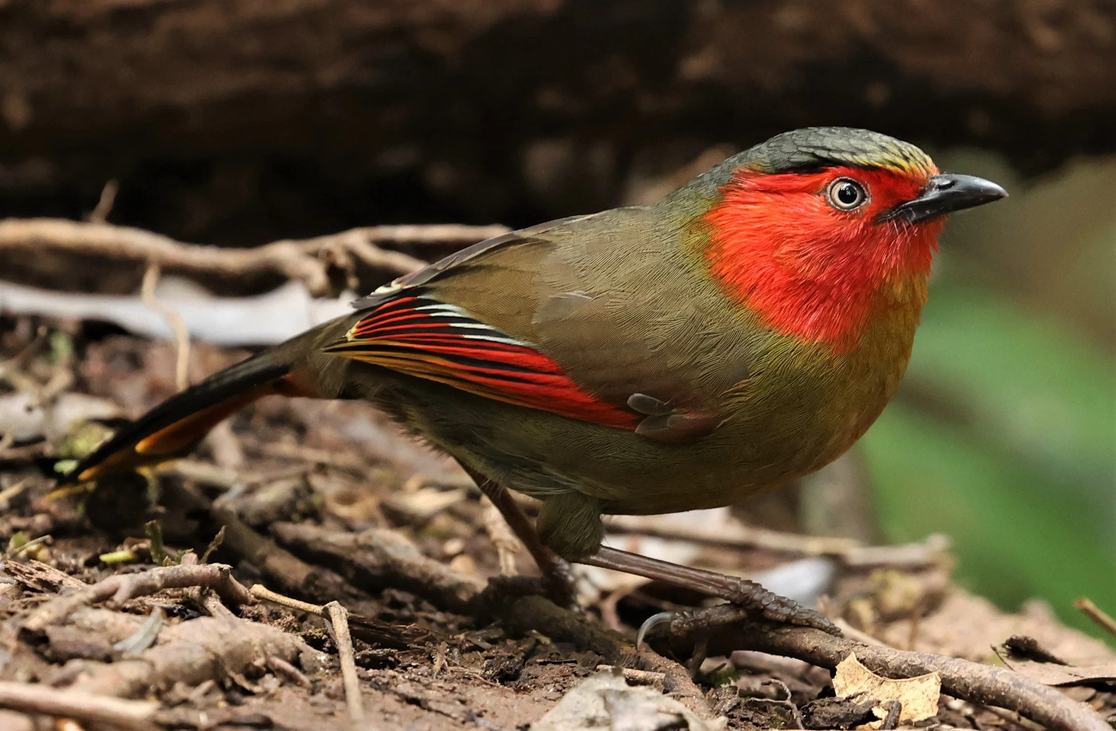 LIOCICHLA - SCARLET-FACED LIOCICHLA - Liocichla ripponi - DOI PHA HOM POK NP DOI LANG EAST FEB 2022 (88).jpg