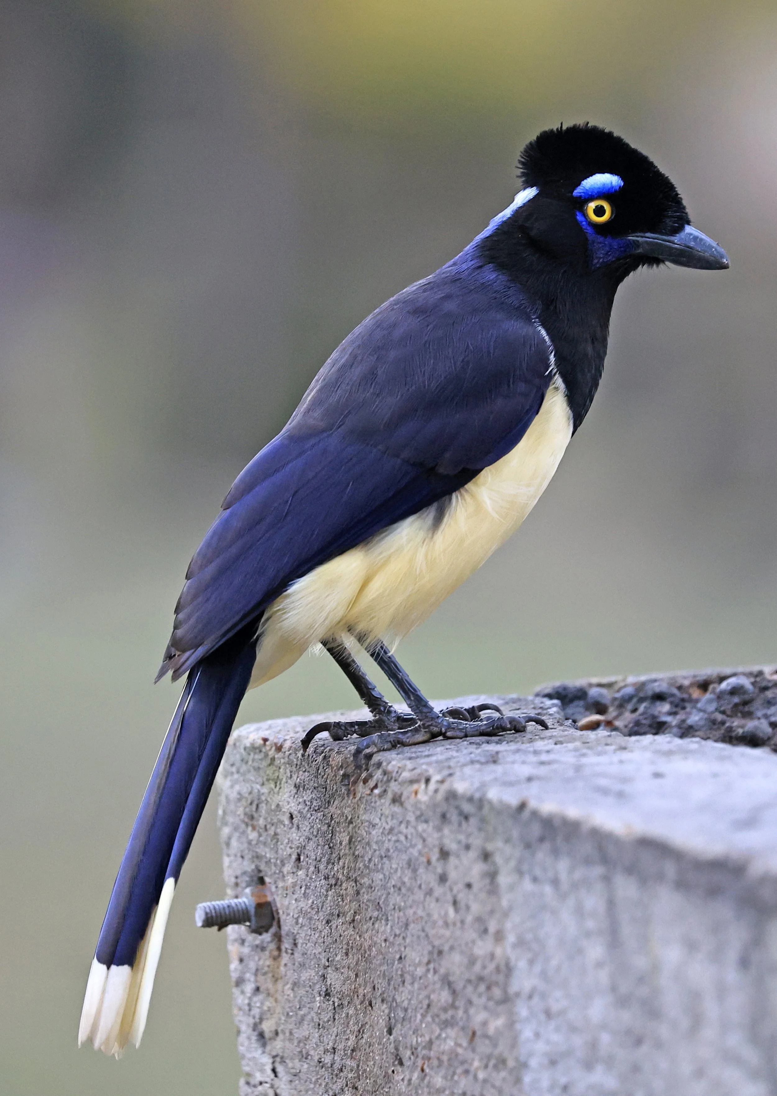 Plush-crested Jay (Cyanocorax chrysops) El Palmar National Park, Entre Rios, Argentina (22).jpg