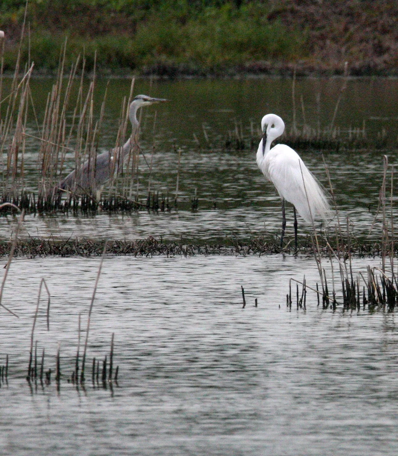 EGRET - EASTERN GREAT EGRET - Ardea (alba) modesta - MAI PO WETLANDS HONG KONG (54).JPG