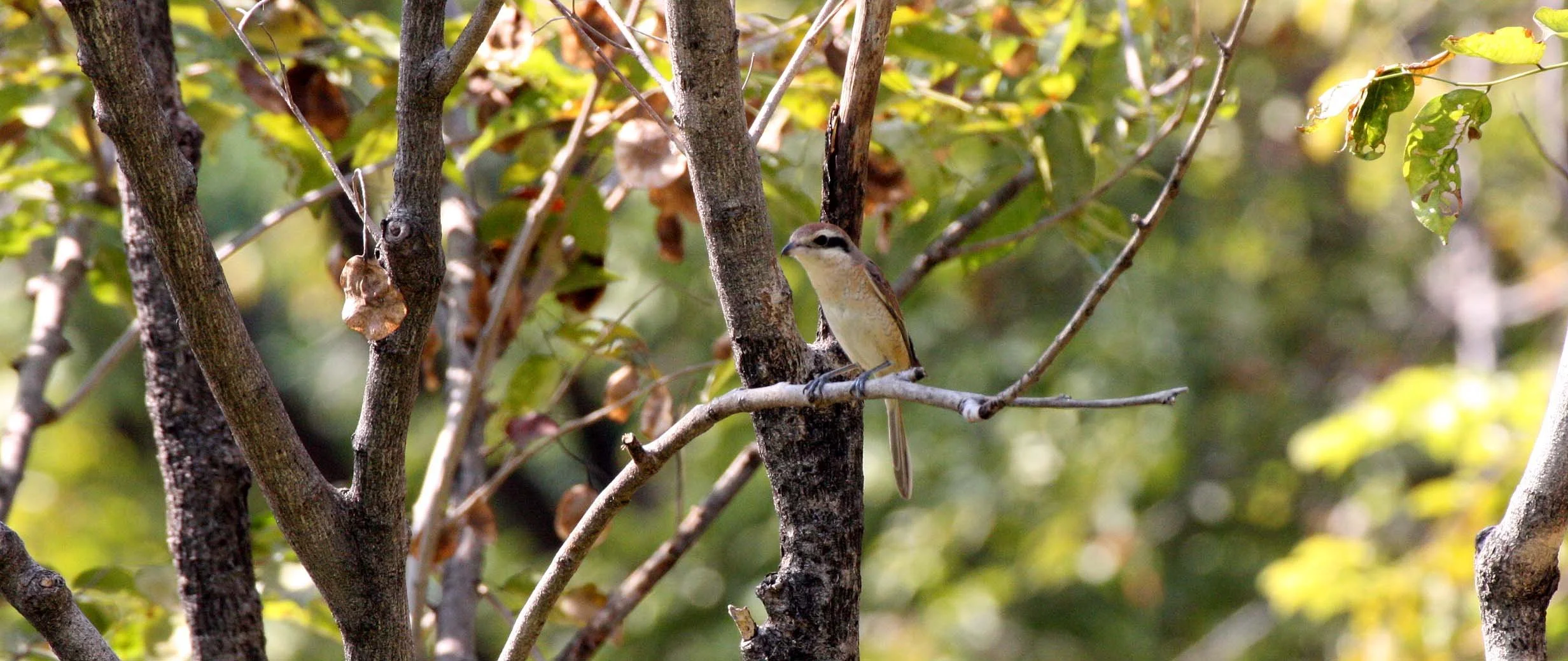 Brown Shrike (Lanius cristatus) Lumpini Park Bangkok (3).JPG