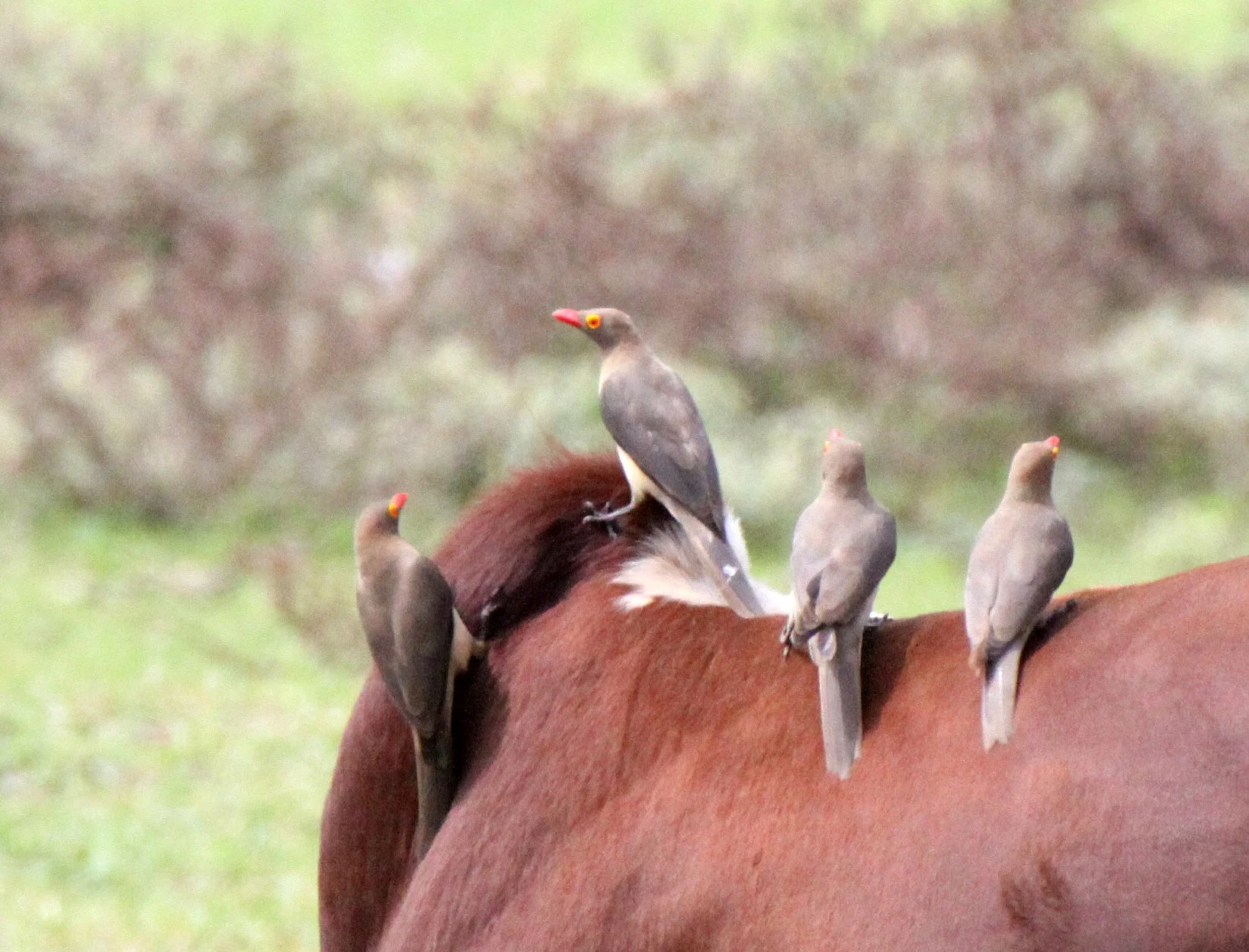 BIRD - OXPECKER - RED-BILLED OXPECKER - LANGANO LAKE ETHIOPIA.JPG