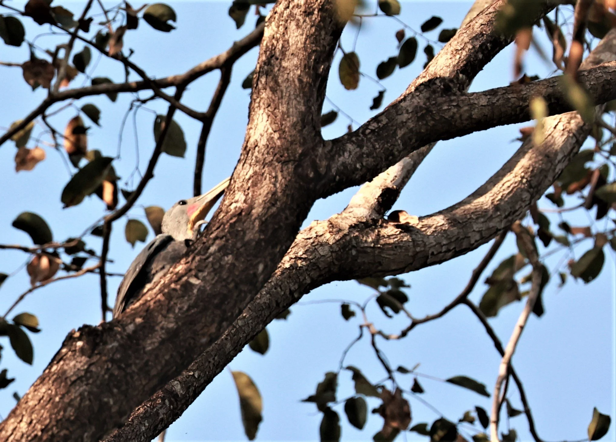 WOODPECKER - GREAT-SLATY WOODPECKER - Mulleripicus pulverulentus - HUAI KHA KAENG WILDLIFE SANCTUARY DEC 2022  (2).jpg