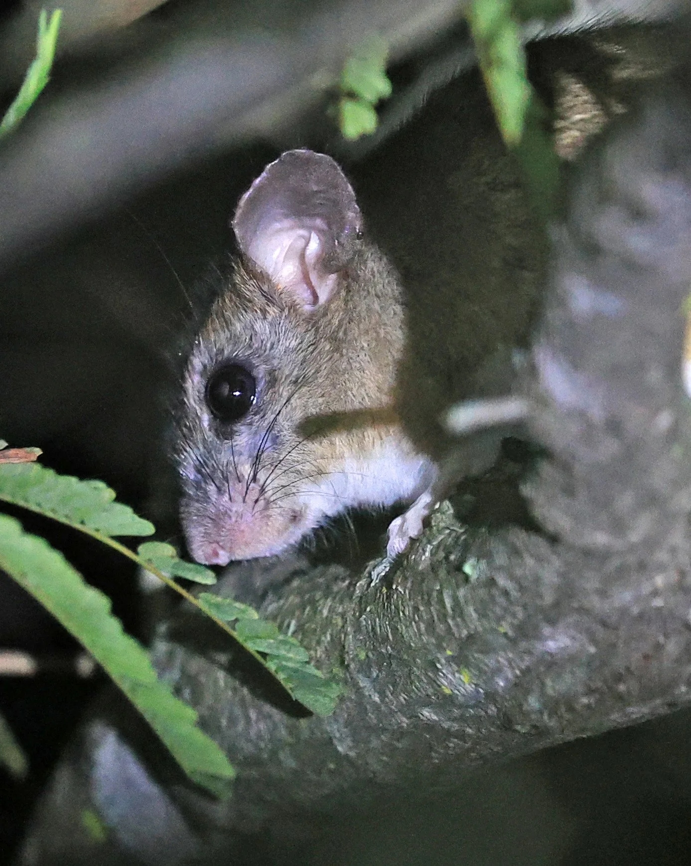 Chaco Pericote or Central Leaf-eared Mouse (Graomys chacoensis) Reserva Nueland  Selva Serena (5).jpg