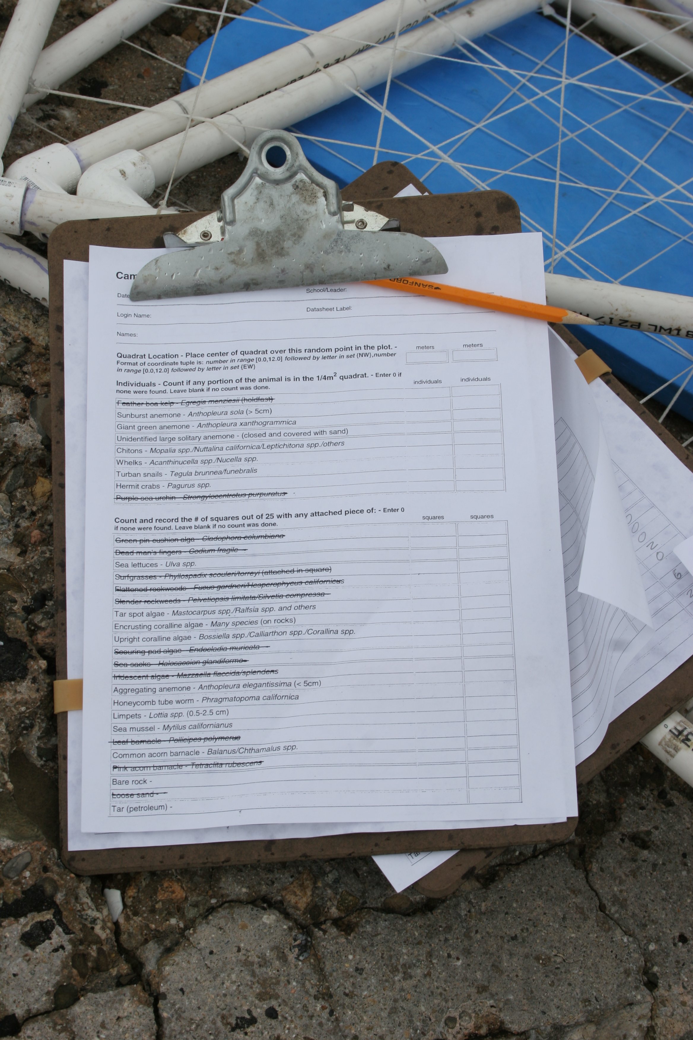 CALIFORNIA - CHANNEL ISLANDS NP - ANACAPA ISLAND - LIMPETS RESEARCH TRIP (19).jpg