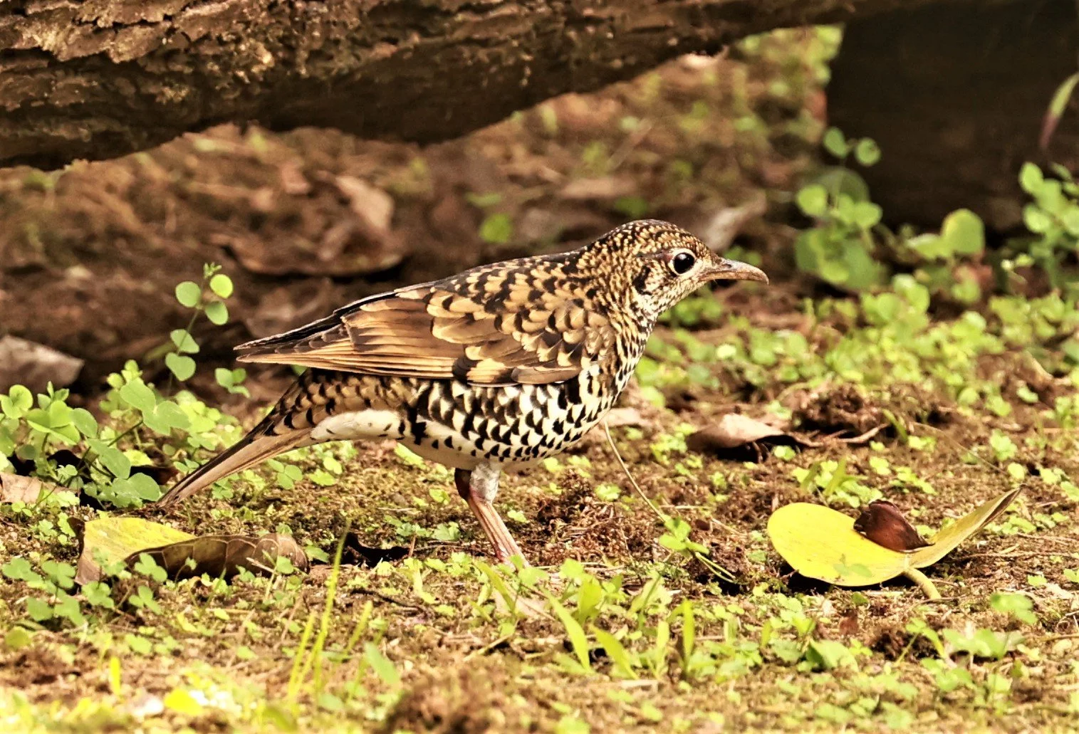 Scaly Thrush (Zoothera dauma) Doi Ang Kang Chiang Mai (54).jpg