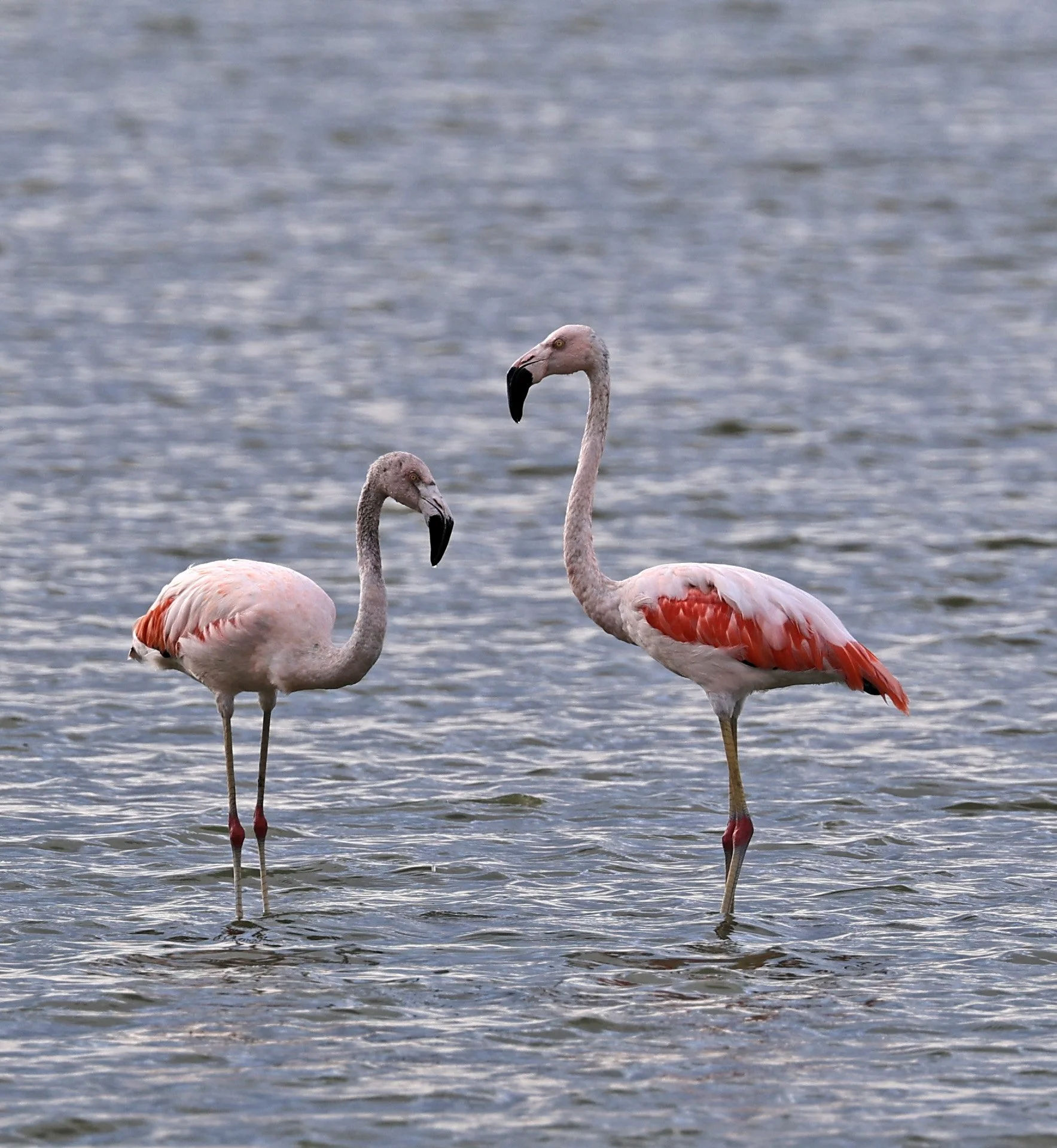 Chilean Flamingo (Phoenicopterus chilensis) Chaco Lodge & Laguna Salada Paraguay (23).jpg