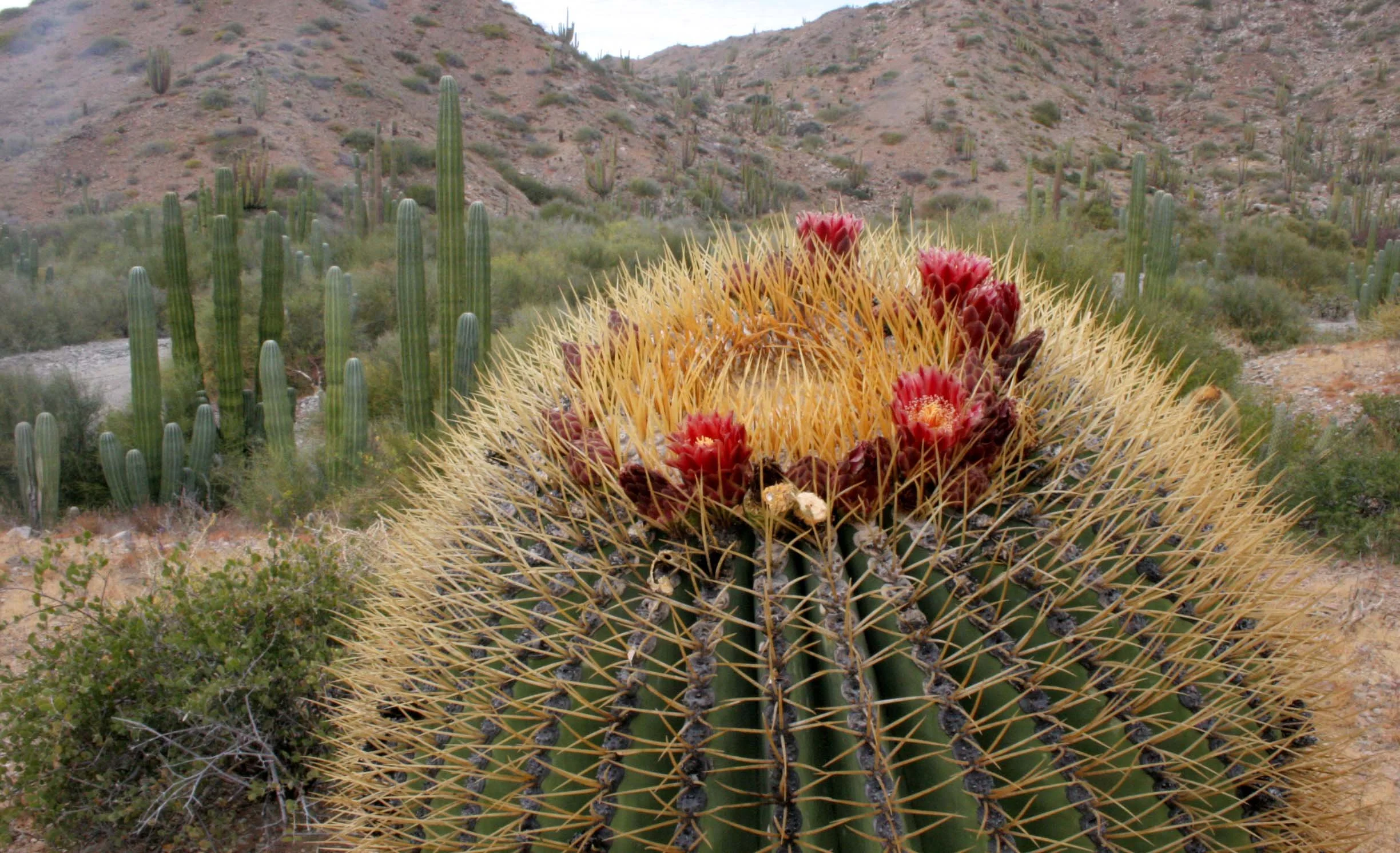 CACTACEAE - FEROCACTUS DIGUESII - ISLA SANTA CATALINA BARREL CACTUS - ISLA CATALINA BAJA MEXICO (14).JPG
