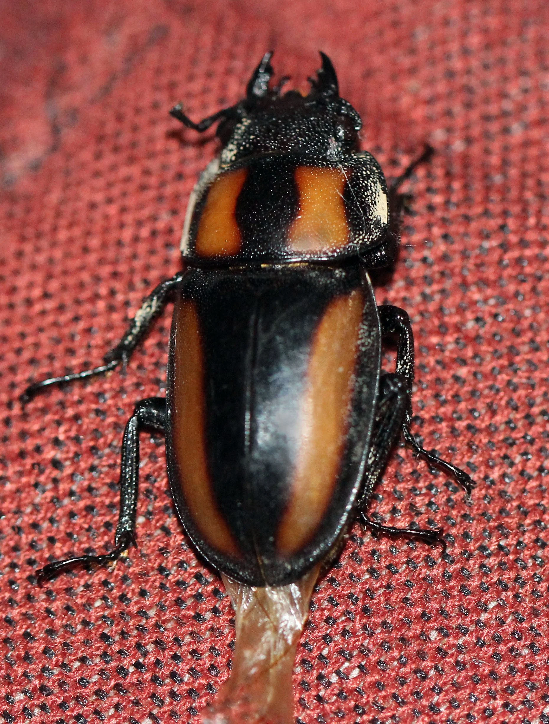 Odontolabis species - Koh Lanta, Thailand