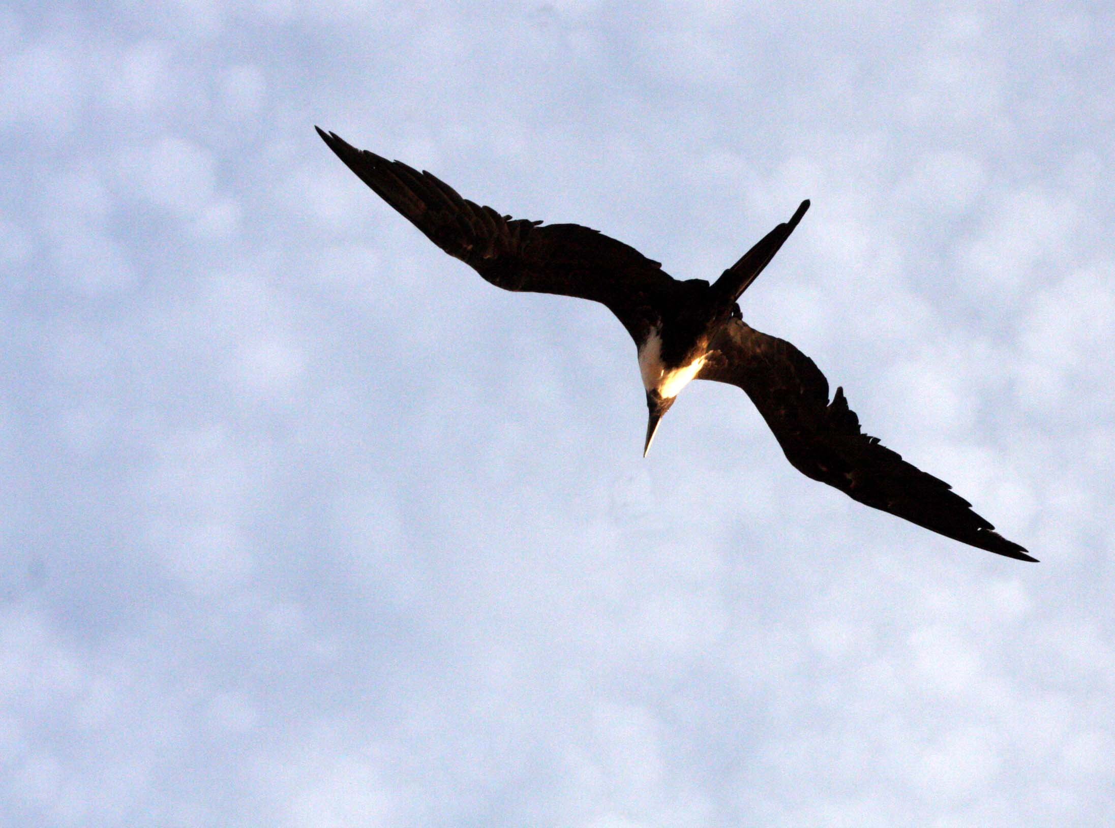 Magnificent Frigatebird (Fregata magnificens) Isla Catalina Baja Mexico (5).JPG