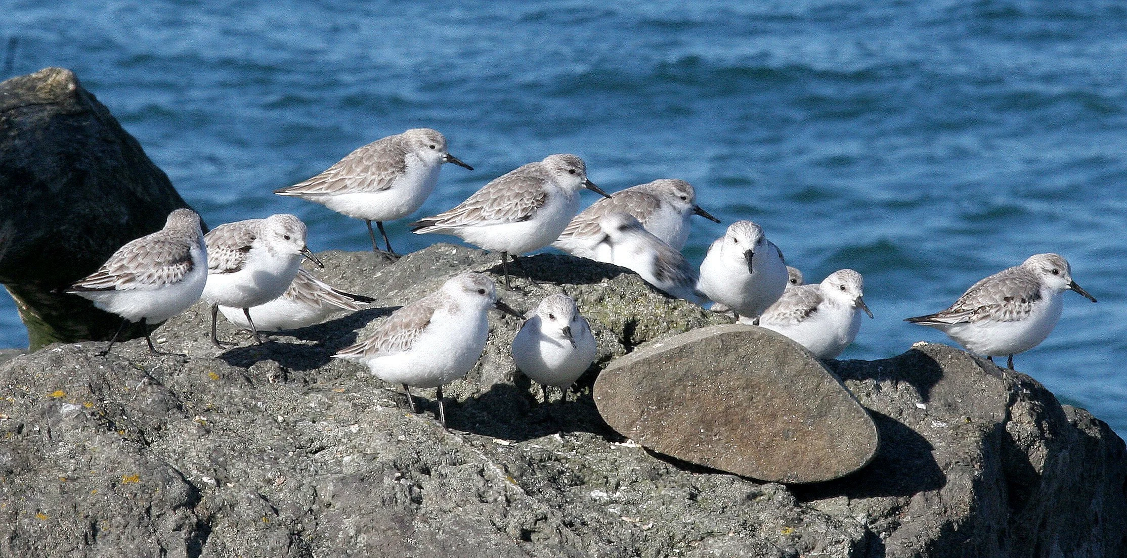 BIRD - SANDERLINGS - EDIZ HOOK PA HARBOR (24).jpg