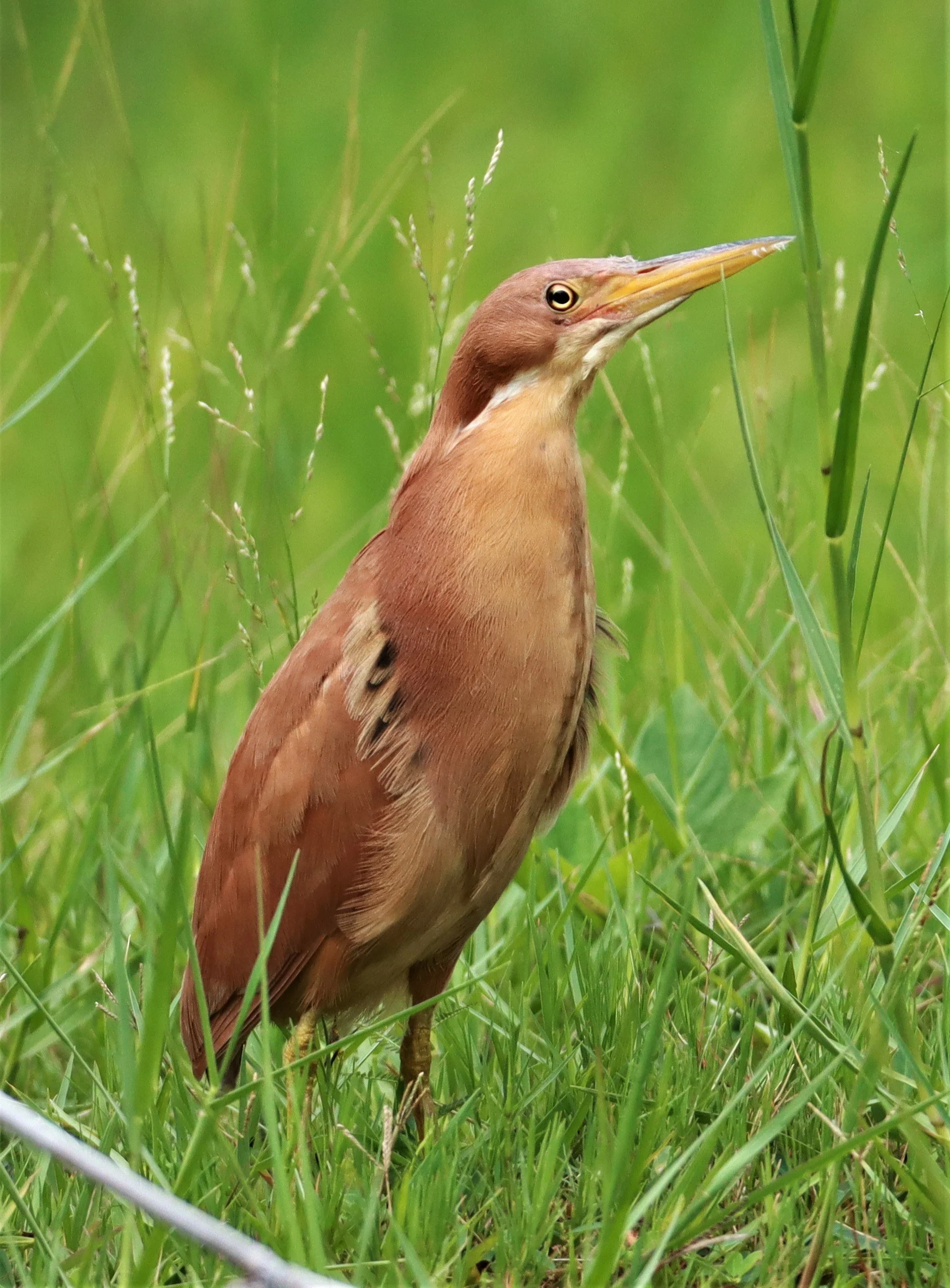 BITTERN - CINNAMON BITTERN (CHESTNUT BITTERN) - Ixobrychus cinnamomeus - BURIRAM HUAI CHORAKHE MAK (68).jpg