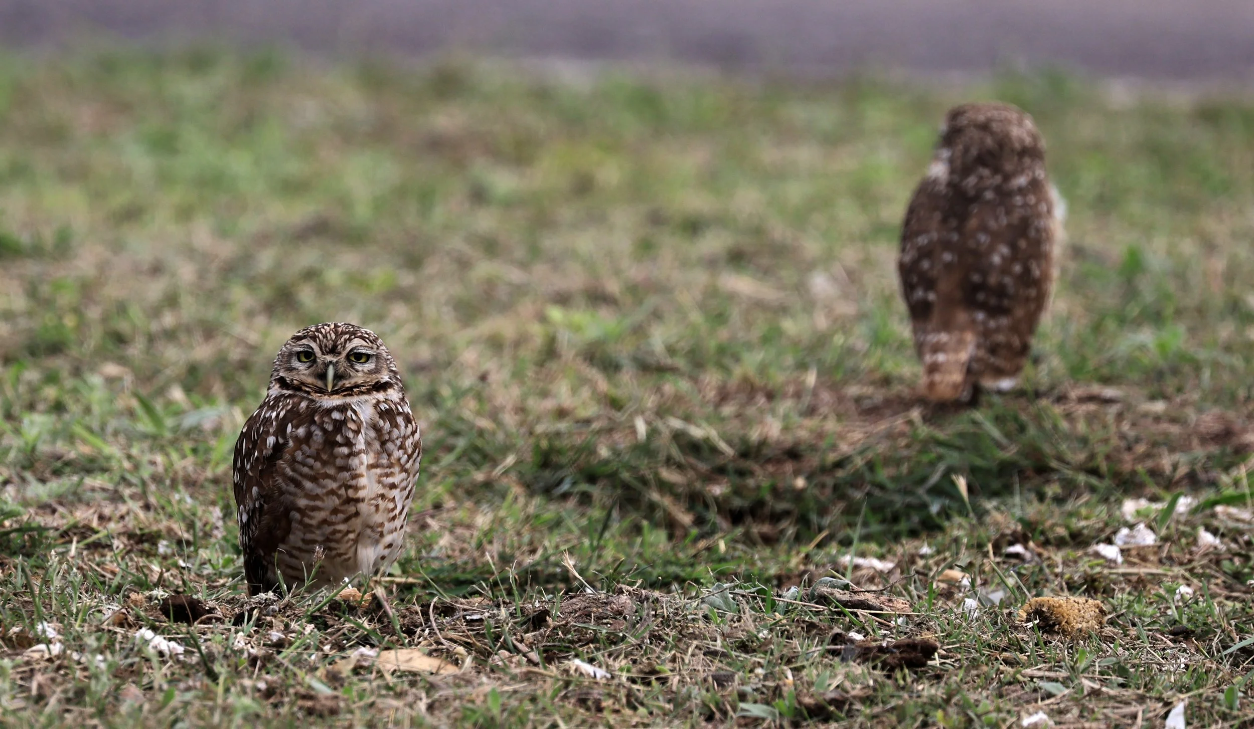 Burrowing Owl (Athene cunicularia) Aurora Chaquena near Neuland Mennonite Colony Paraguay (12).jpg