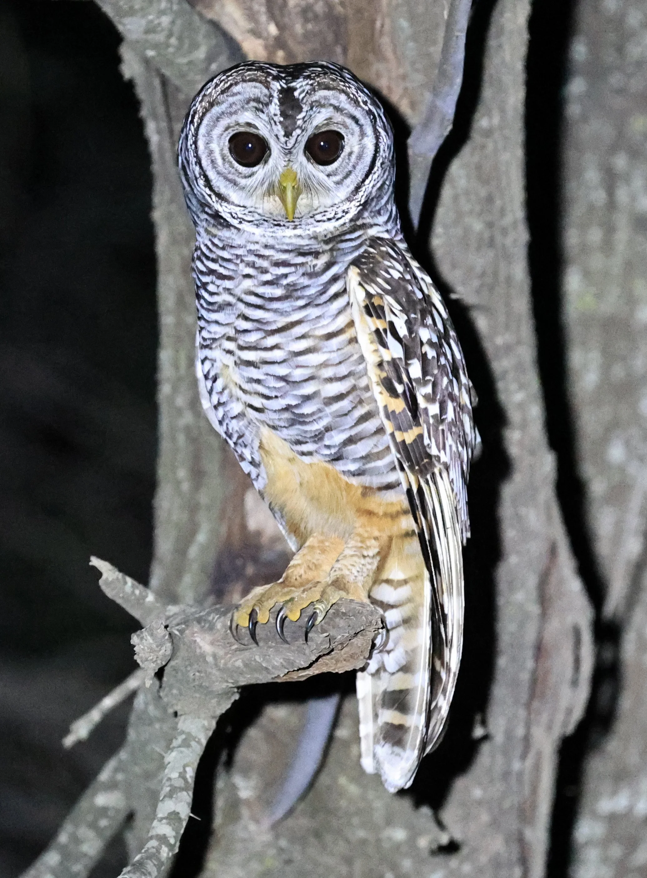 Chaco Owl (Strix chacoensis) Estancia Campo'í Paraguay (51).jpg