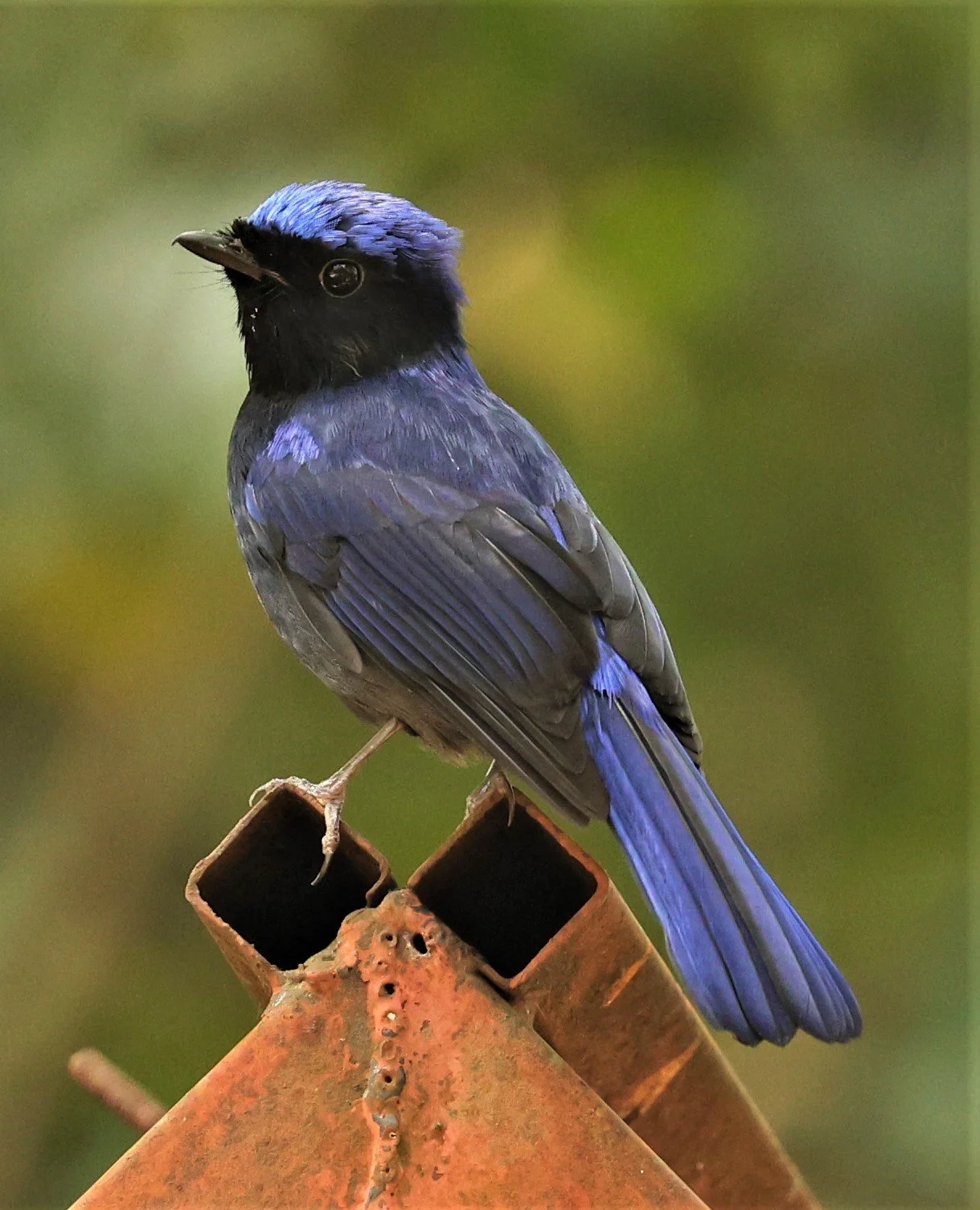 NILTAVA - SMALL NILTAVA - Niltava macgrigoriae - DOI ANG KHANG CHIANG MAI (34).jpg