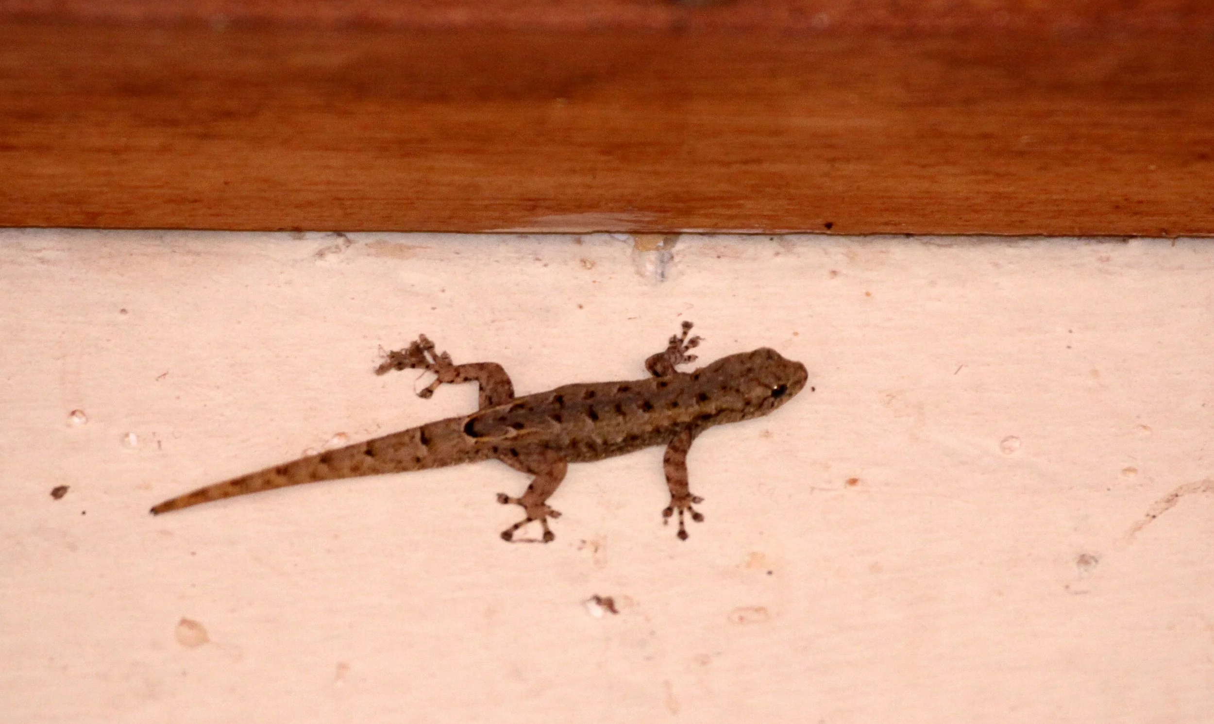 Hemidactylus species - HOUSE GECKO SPECIES - BERENTY RESERVE MADAGASCAR.JPG